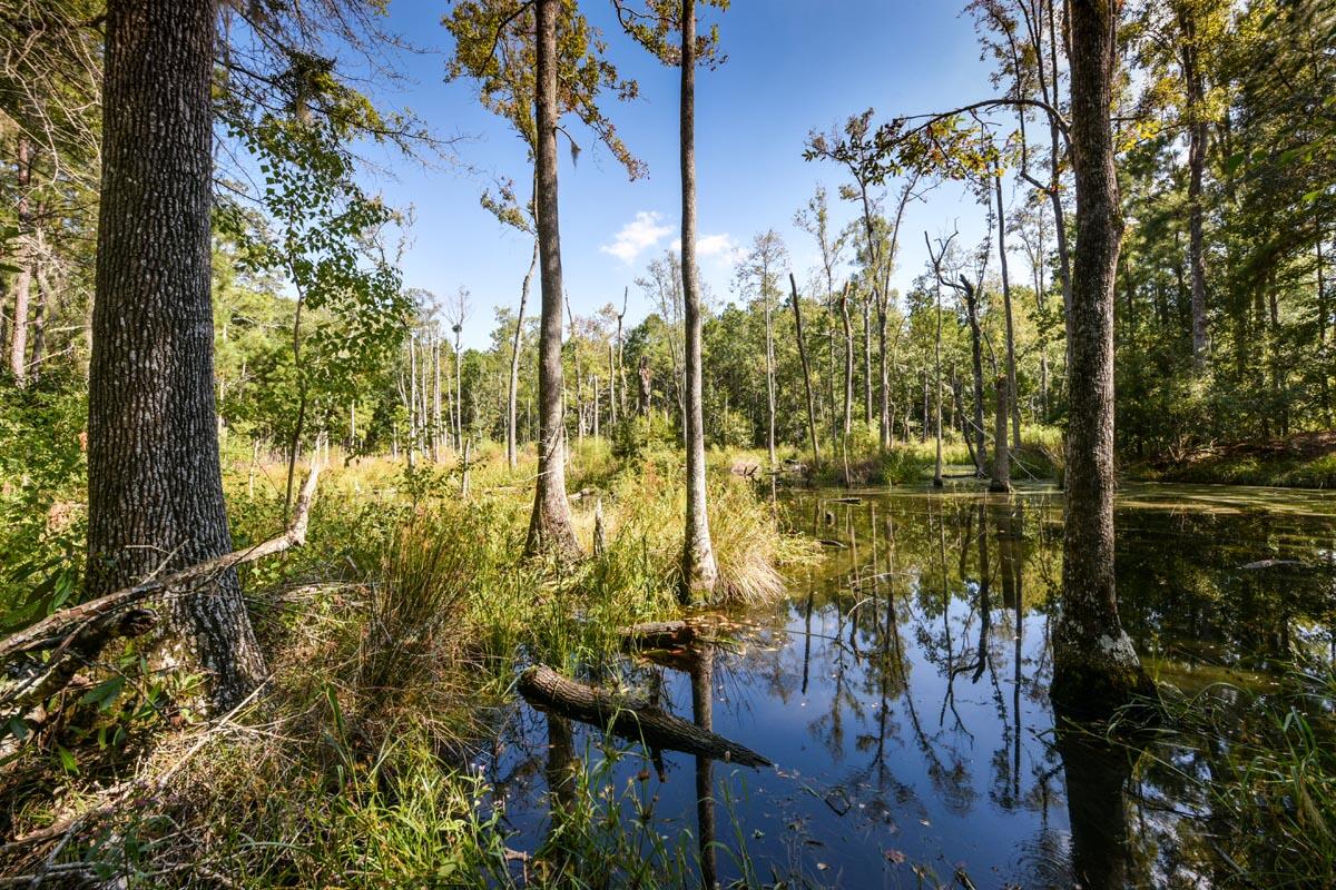 0 Raccoon Island Road Edisto Island, SC 29438 - Photo 23 of 42 DSC_4672