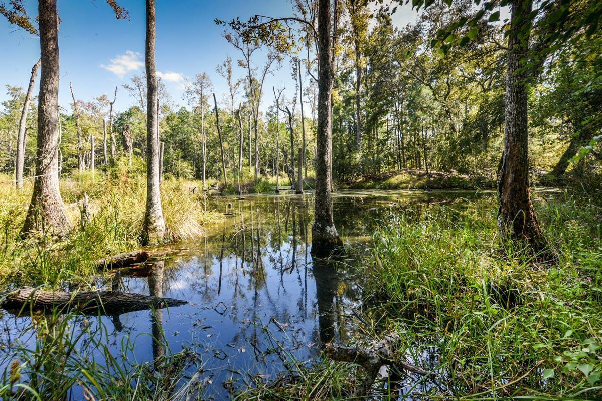 0 Raccoon Island Road Edisto Island, SC 29438 - Photo 24 of 42 DSC_4674