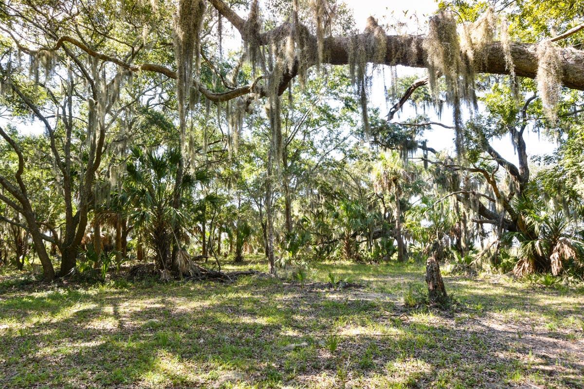 0 Raccoon Island Road Edisto Island, SC 29438 - Photo 25 of 42 DSC_4726