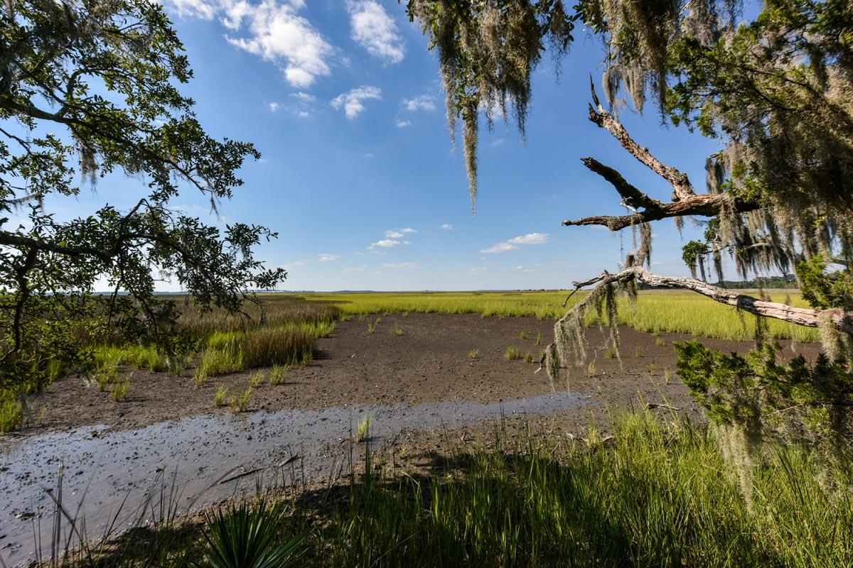 0 Raccoon Island Road Edisto Island, SC 29438 - Photo 26 of 42 DSC_4729
