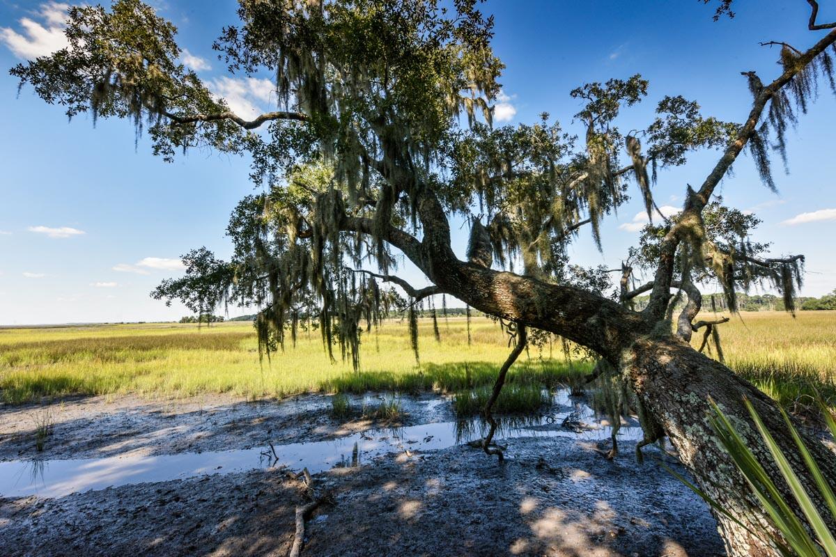 0 Raccoon Island Road Edisto Island, SC 29438 - Photo 27 of 42 DSC_4747