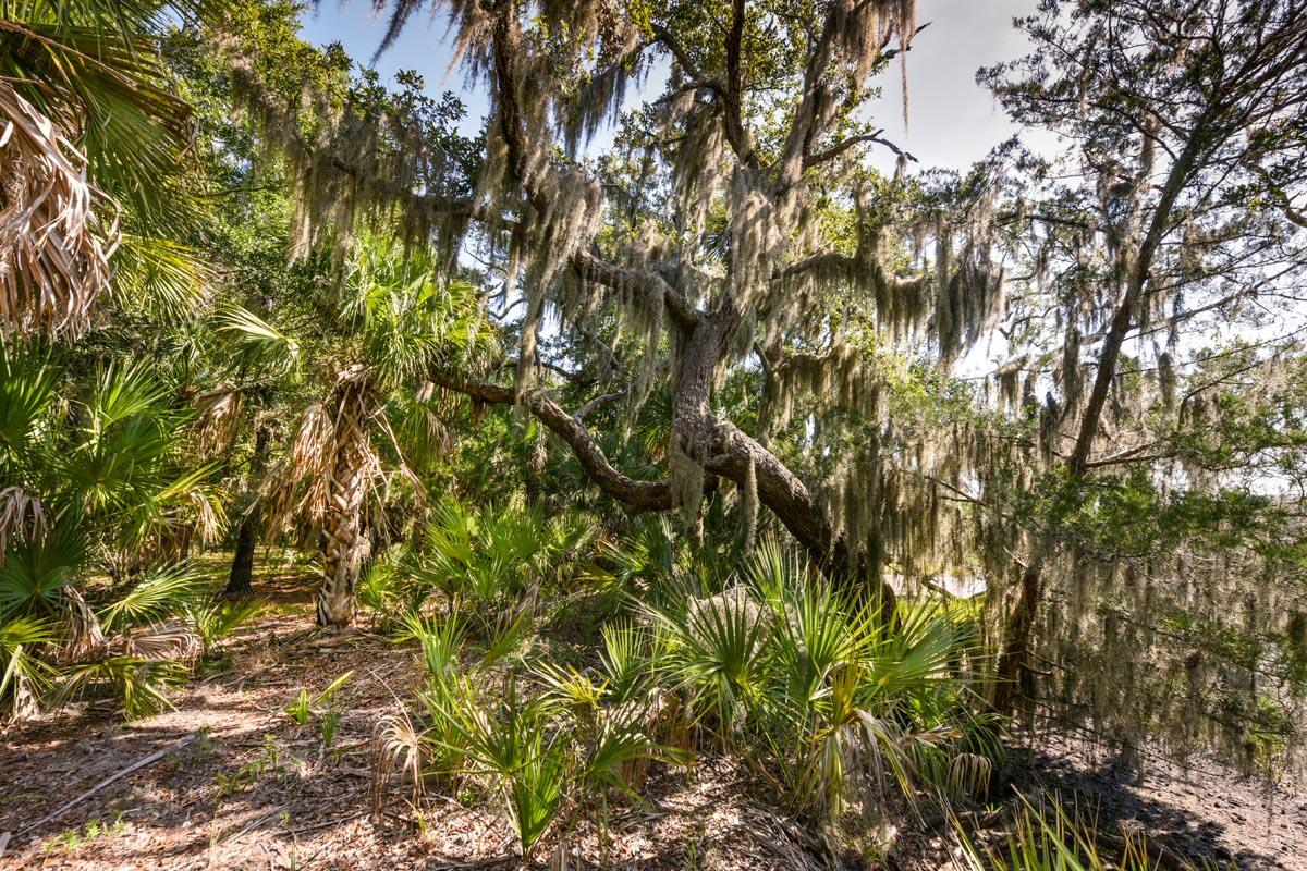 0 Raccoon Island Road Edisto Island, SC 29438 - Photo 28 of 42 DSC_4733