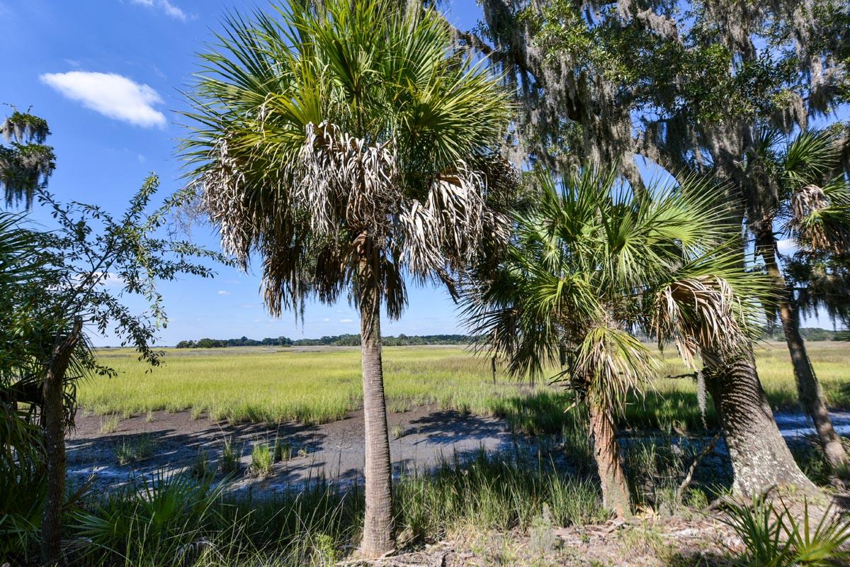 0 Raccoon Island Road Edisto Island, SC 29438 - Photo 29 of 42 DSC_4736