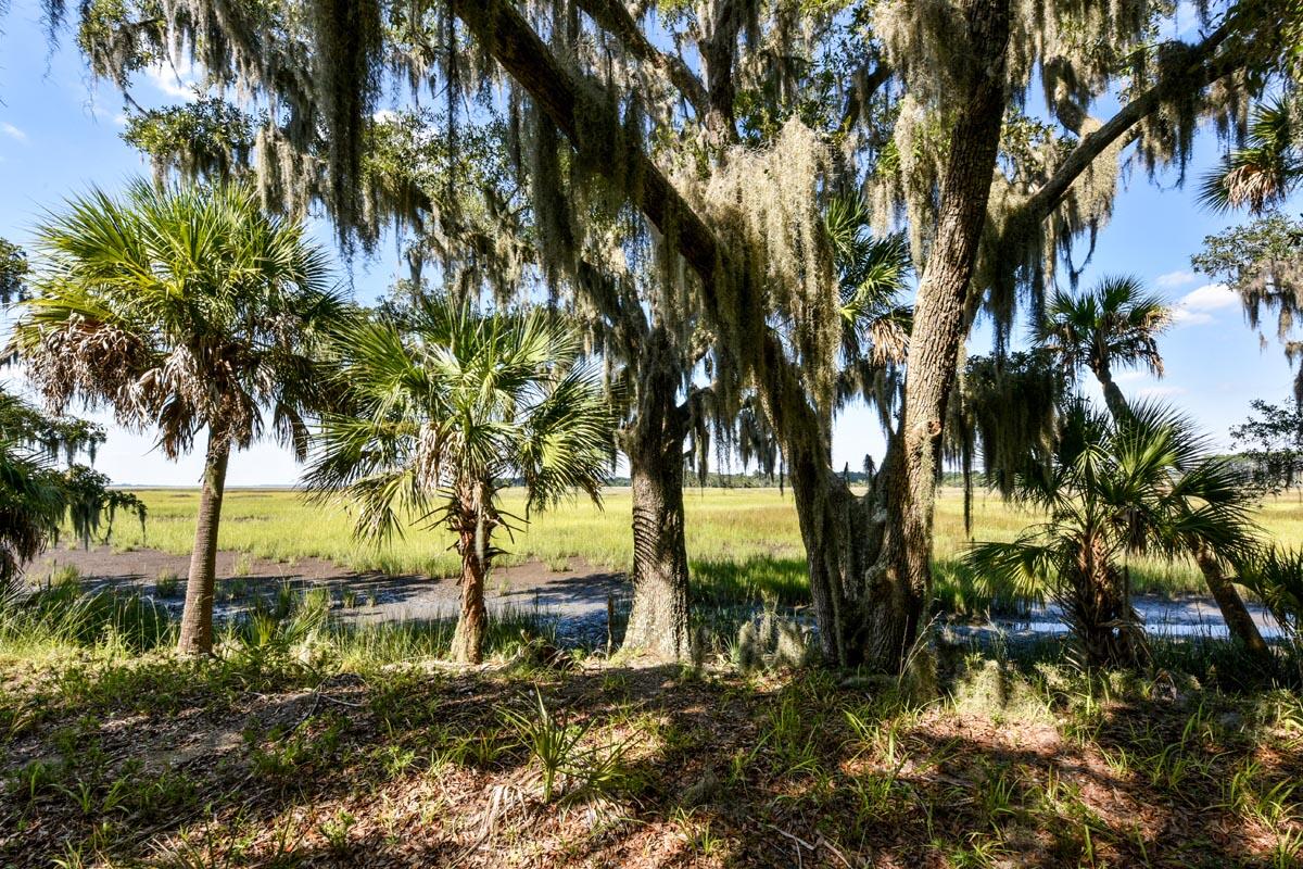 0 Raccoon Island Road Edisto Island, SC 29438 - Photo 30 of 42 DSC_4740