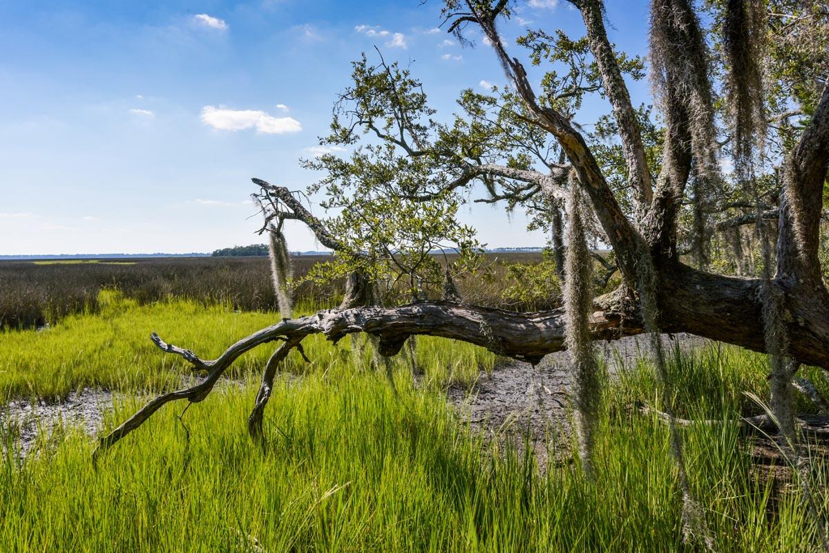 0 Raccoon Island Road Edisto Island, SC 29438 - Photo 36 of 42 DSC_4776