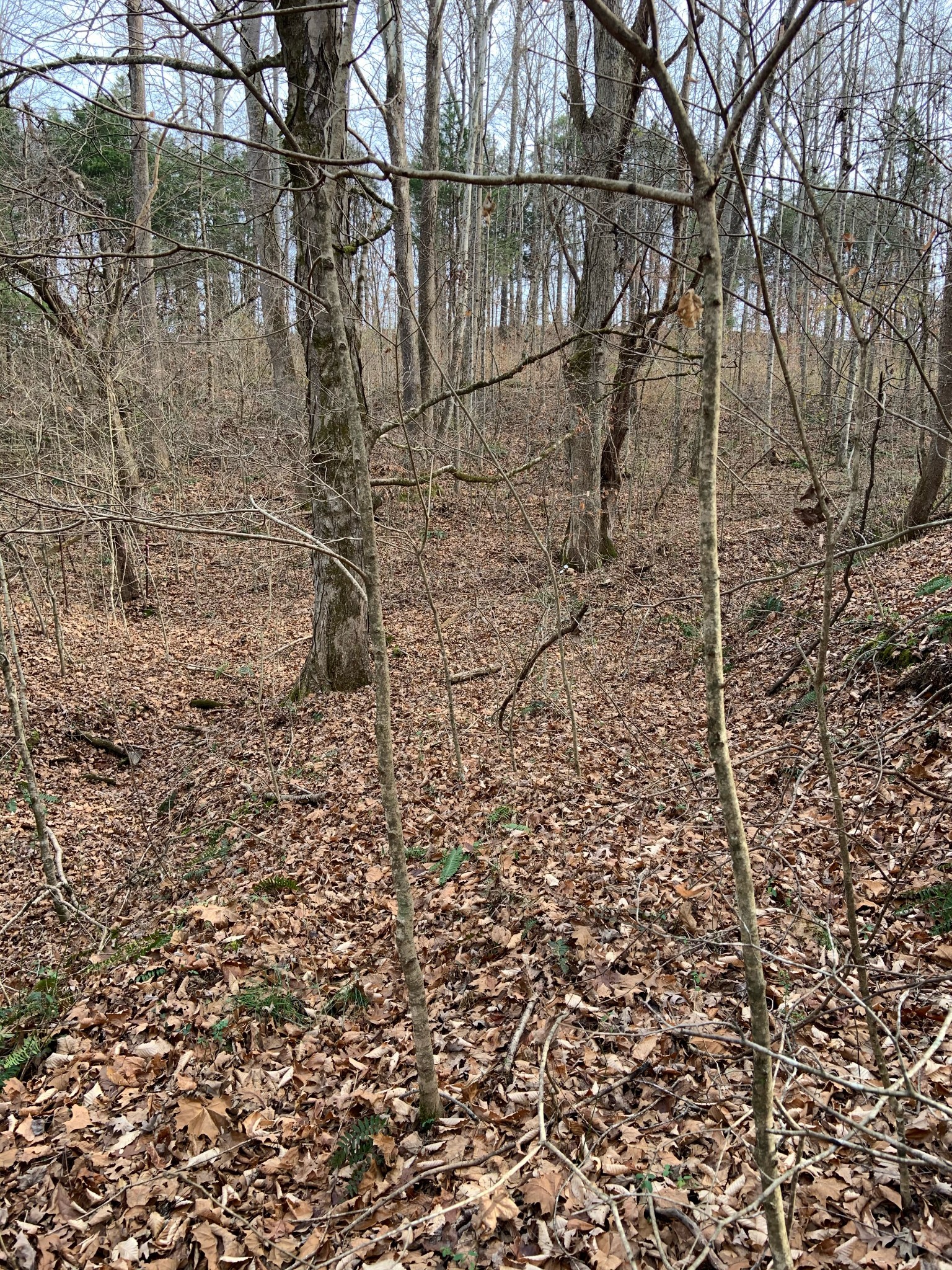 0 Hickey Road Silver Point, TN 38582 - Photo 3 of 8