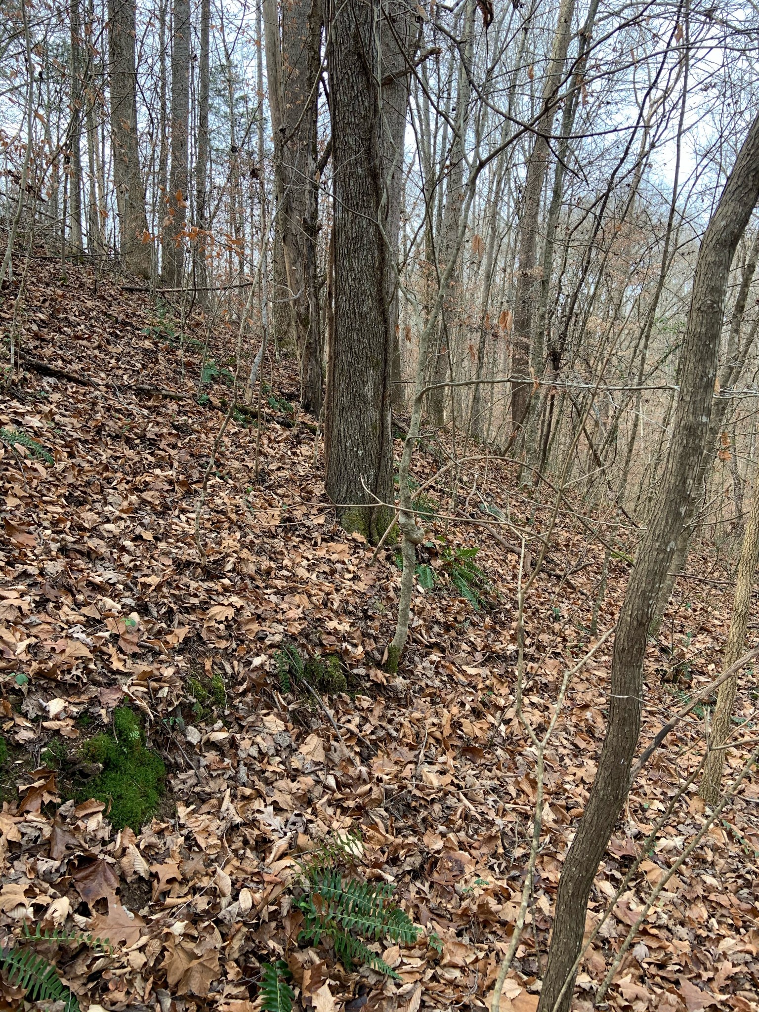 0 Hickey Road Silver Point, TN 38582 - Photo 4 of 8
