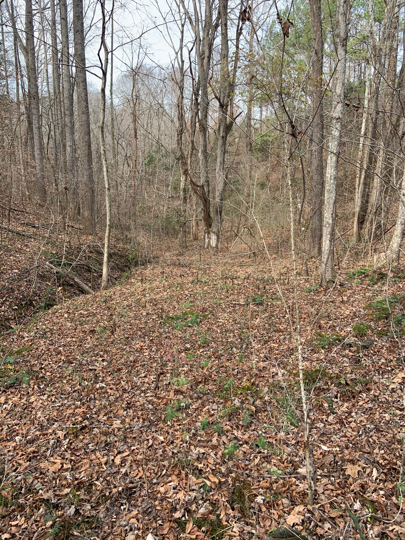 0 Hickey Road Silver Point, TN 38582 - Photo 5 of 8