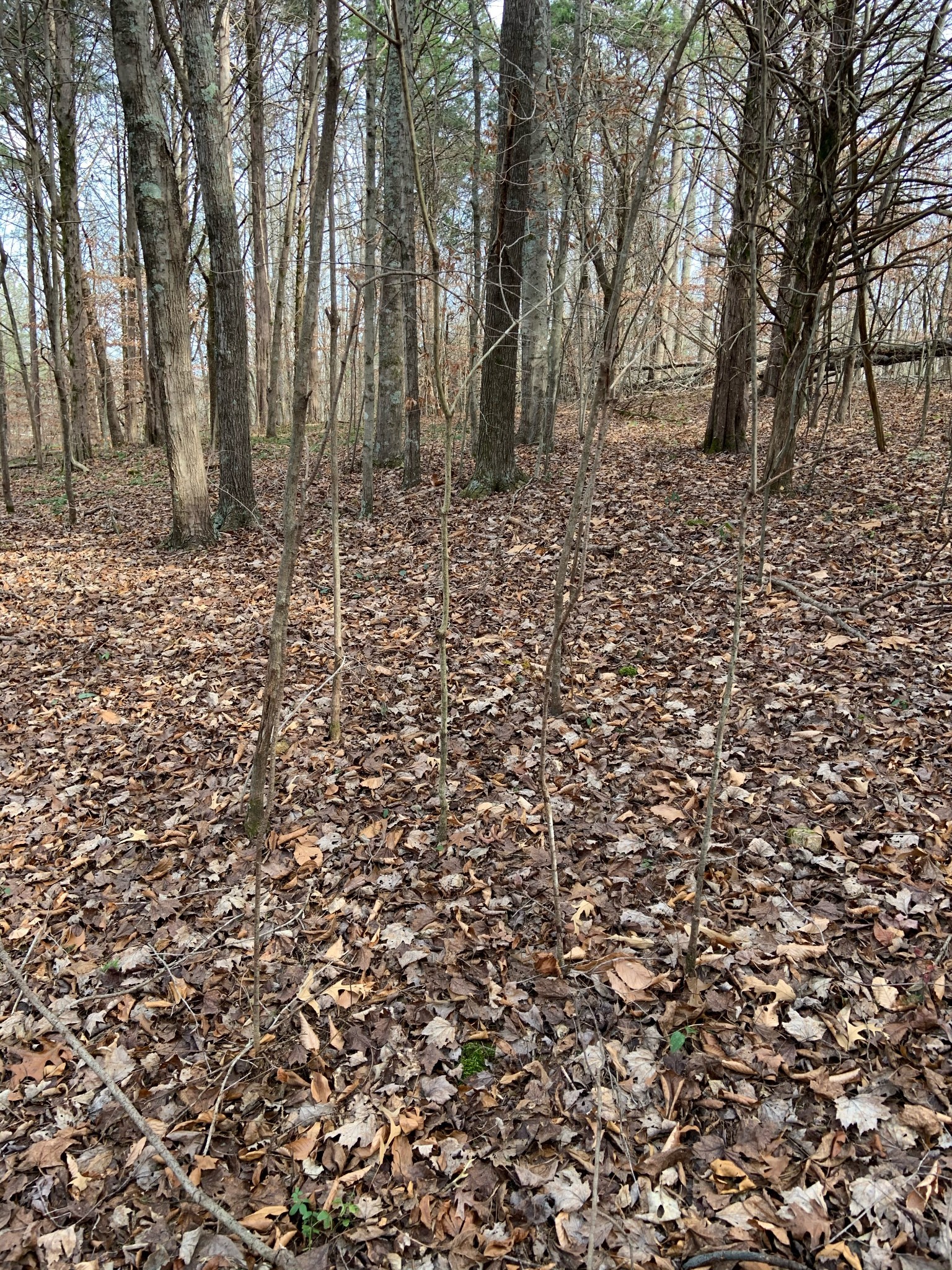 0 Hickey Road Silver Point, TN 38582 - Photo 6 of 8