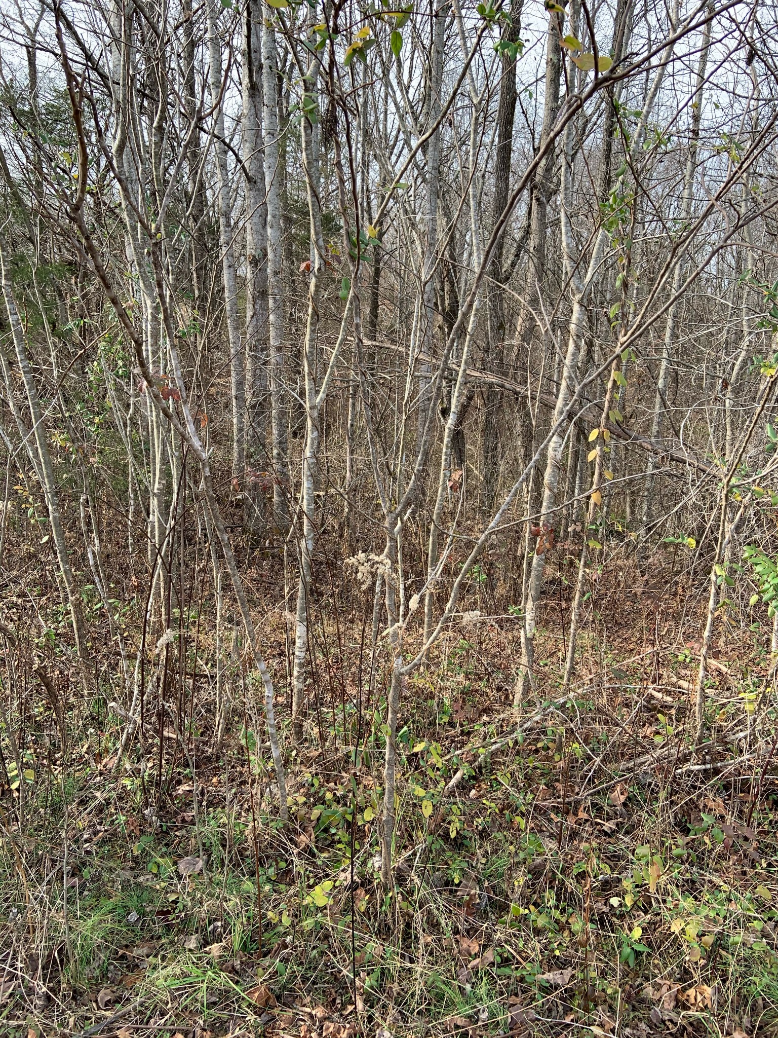 0 Hickey Road Silver Point, TN 38582 - Photo 7 of 8