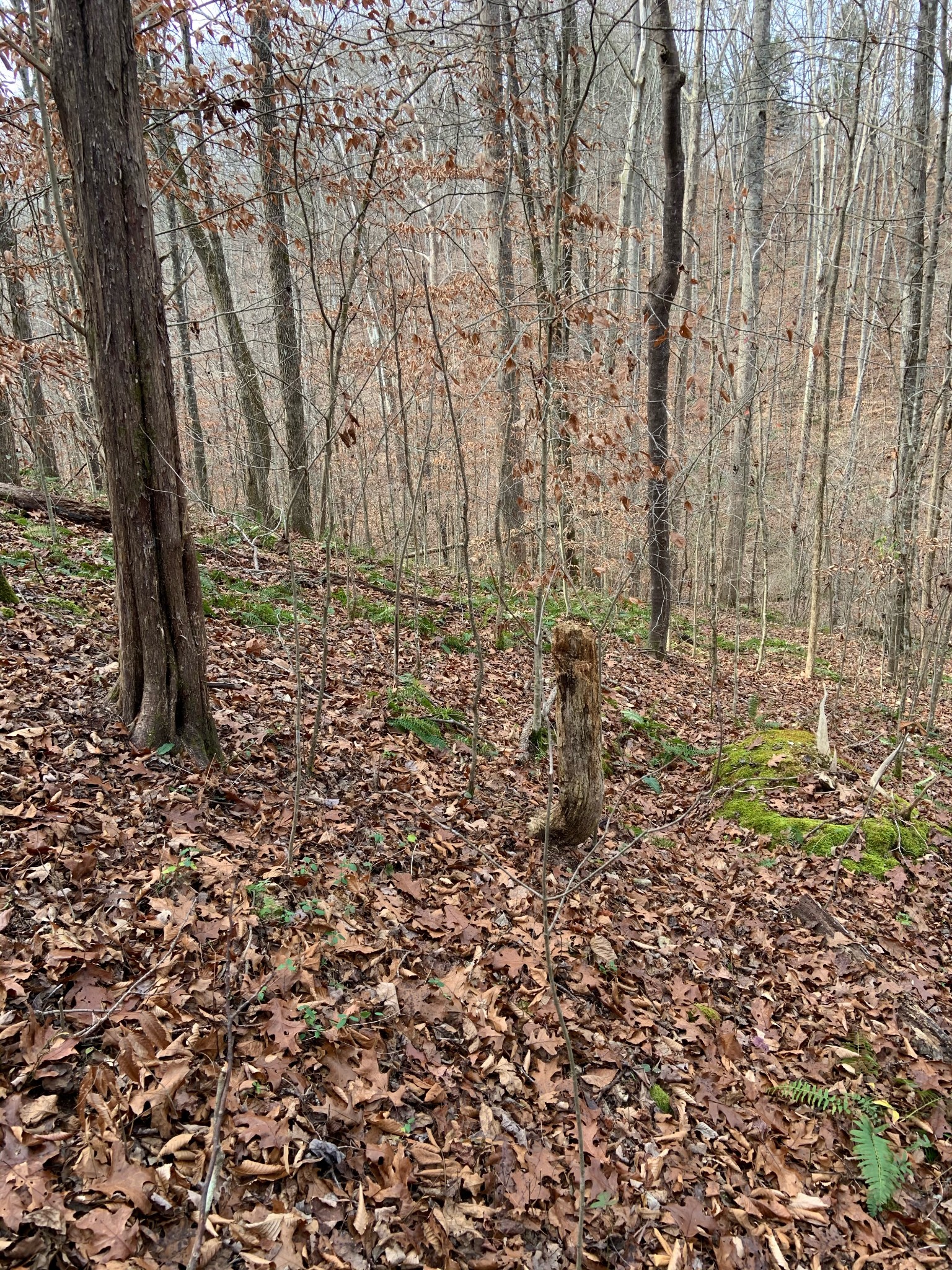 0 Hickey Road Silver Point, TN 38582 - Photo 8 of 8