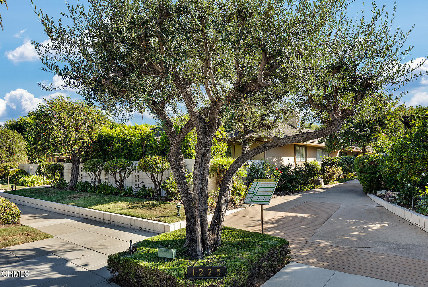 a view of a yard with plants and trees