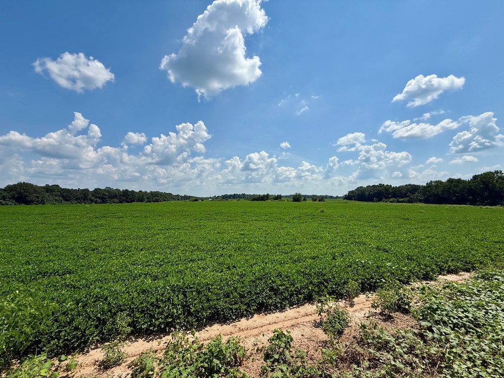 0 Judge Logue Road Newton, AL 36352 - Photo 3 of 10