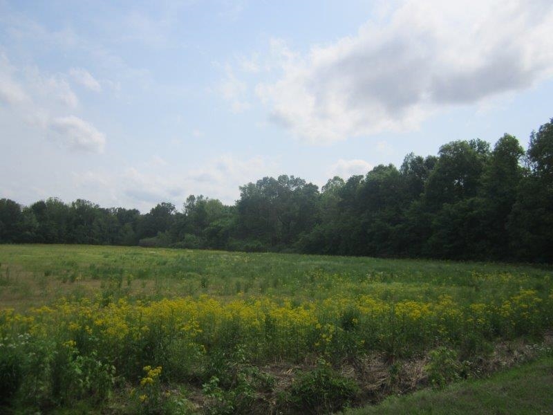 0 Elm Tree Road Brownsville, TN 38012 - Photo 2 of 10 Gallery Image 2