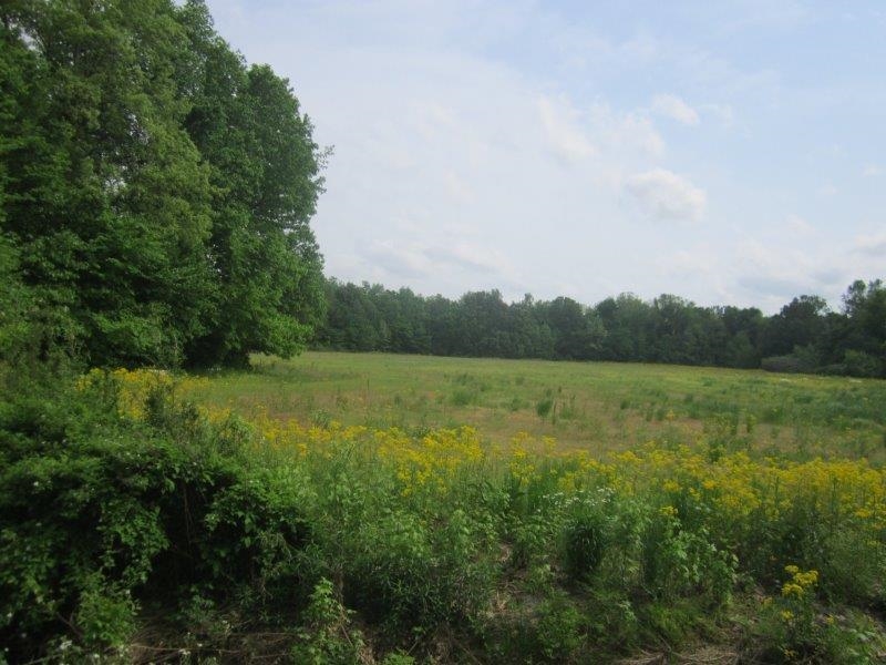 0 Elm Tree Road Brownsville, TN 38012 - Photo 3 of 10 Gallery Image 3