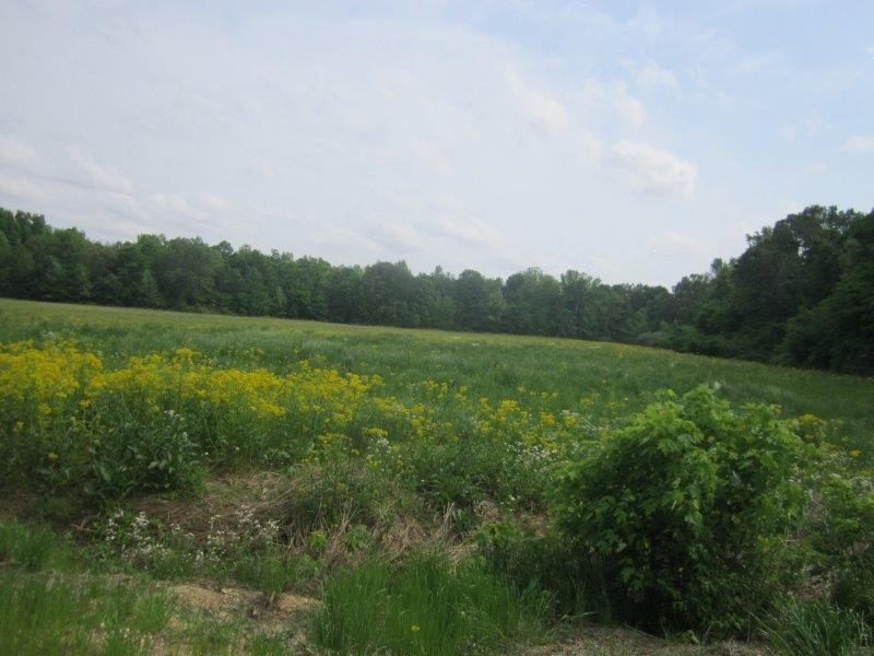 0 Elm Tree Road Brownsville, TN 38012 - Photo 9 of 10 Gallery Image 9