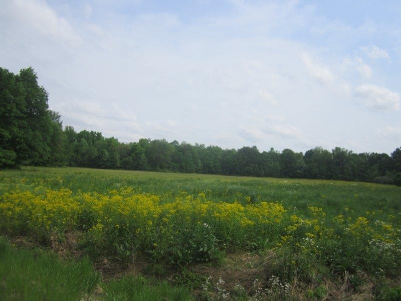 0 Elm Tree Road Brownsville, TN 38012 - Photo 10 of 10 Gallery Image 10
