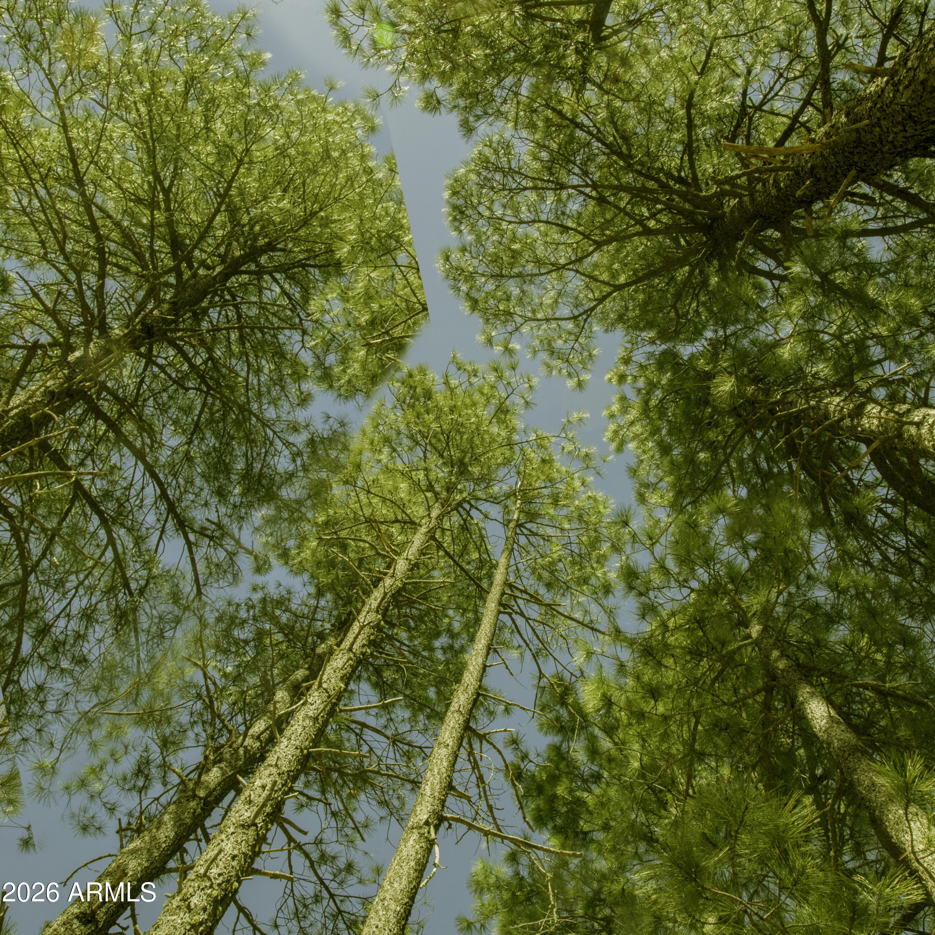 7770 Forest Service 122 Road, Unit 6A Happy Jack, AZ 86024 - Photo 1 of 38 a view of a yard