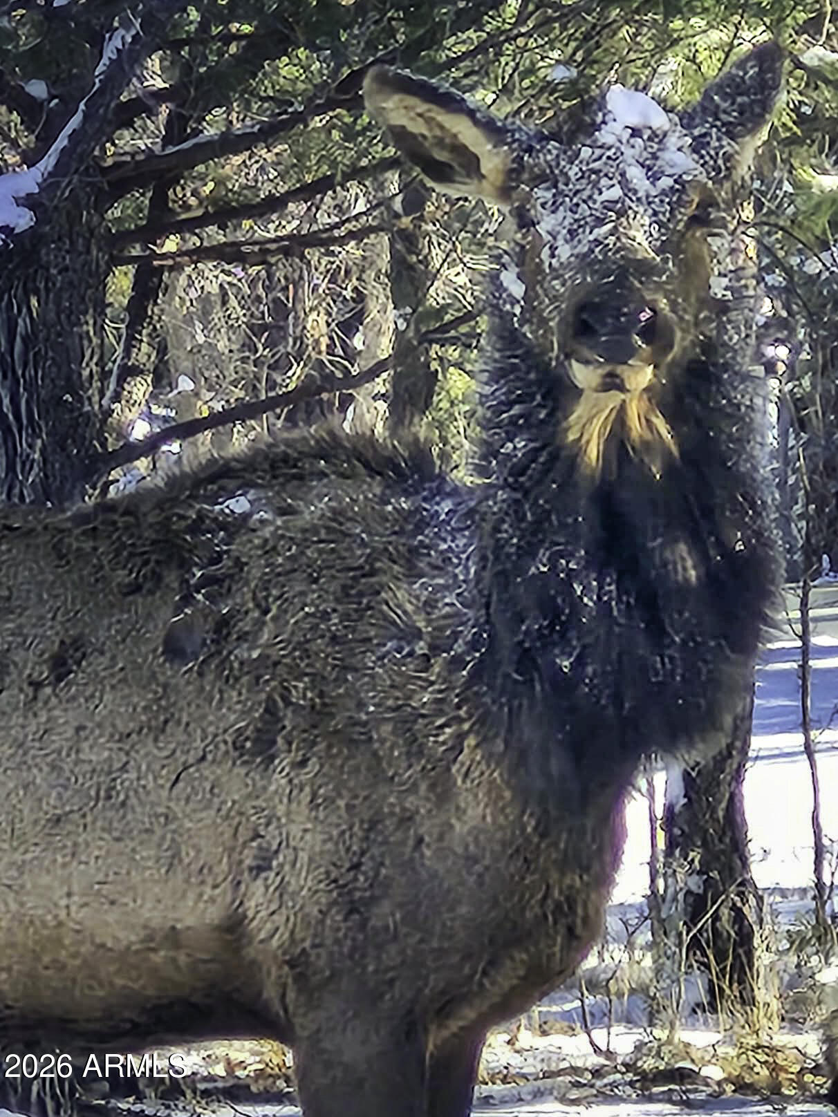 7770 Forest Service 122 Road, Unit 6A Happy Jack, AZ 86024 - Photo 12 of 38 a view of tree in between the yard