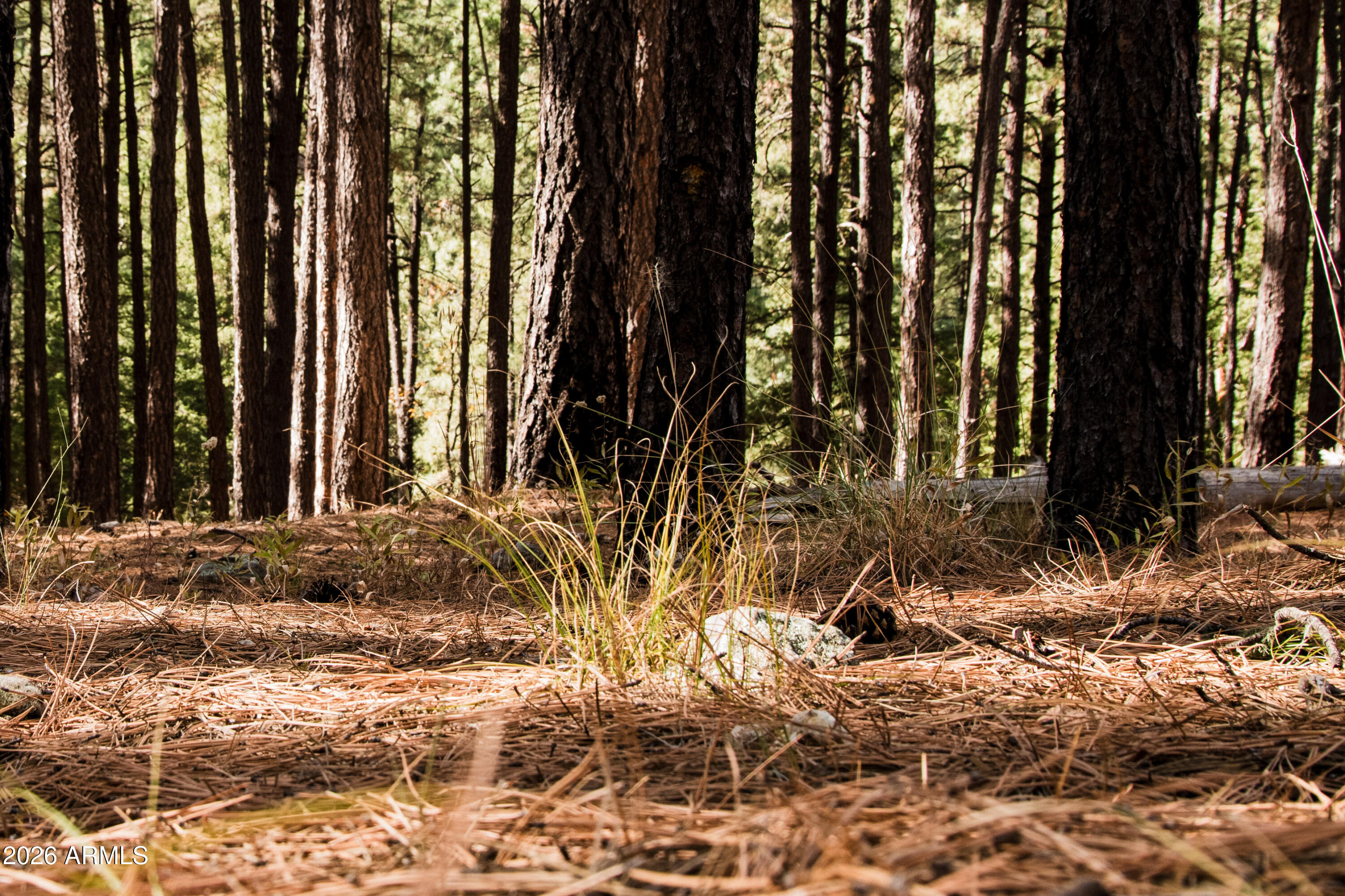 7770 Forest Service 122 Road, Unit 6A Happy Jack, AZ 86024 - Photo 13 of 38 a view of outdoor space with garden