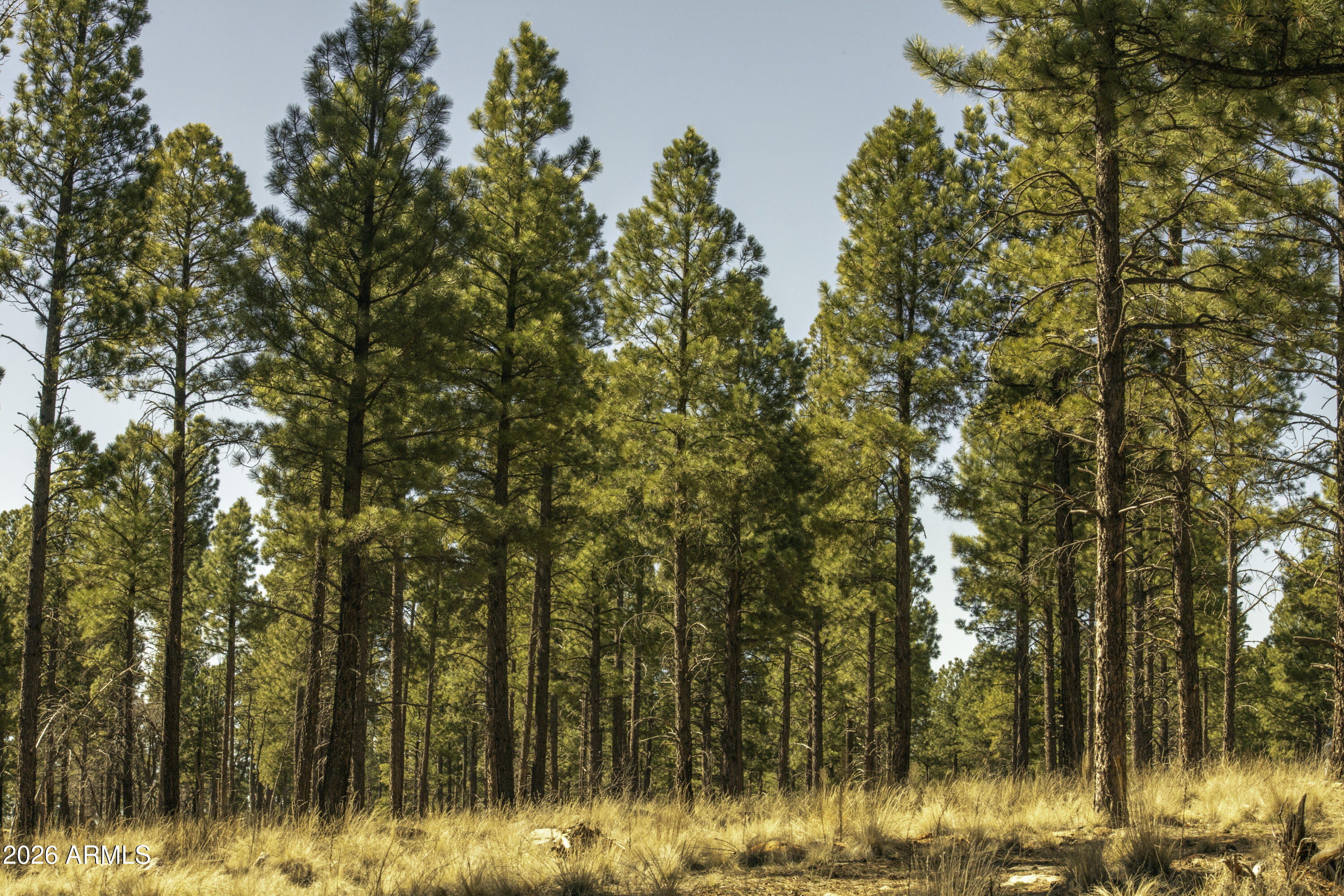 7770 Forest Service 122 Road, Unit 6A Happy Jack, AZ 86024 - Photo 15 of 38
