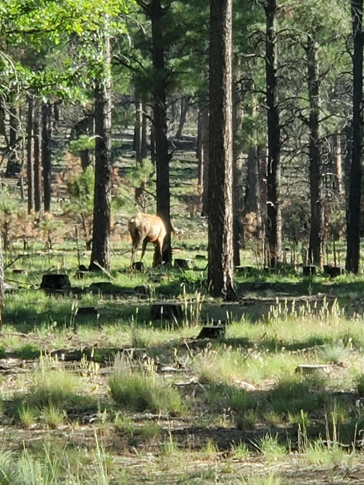 7770 Forest Service 122 Road, Unit 6A Happy Jack, AZ 86024 - Photo 17 of 38 a view of swimming pool with a yard and large trees