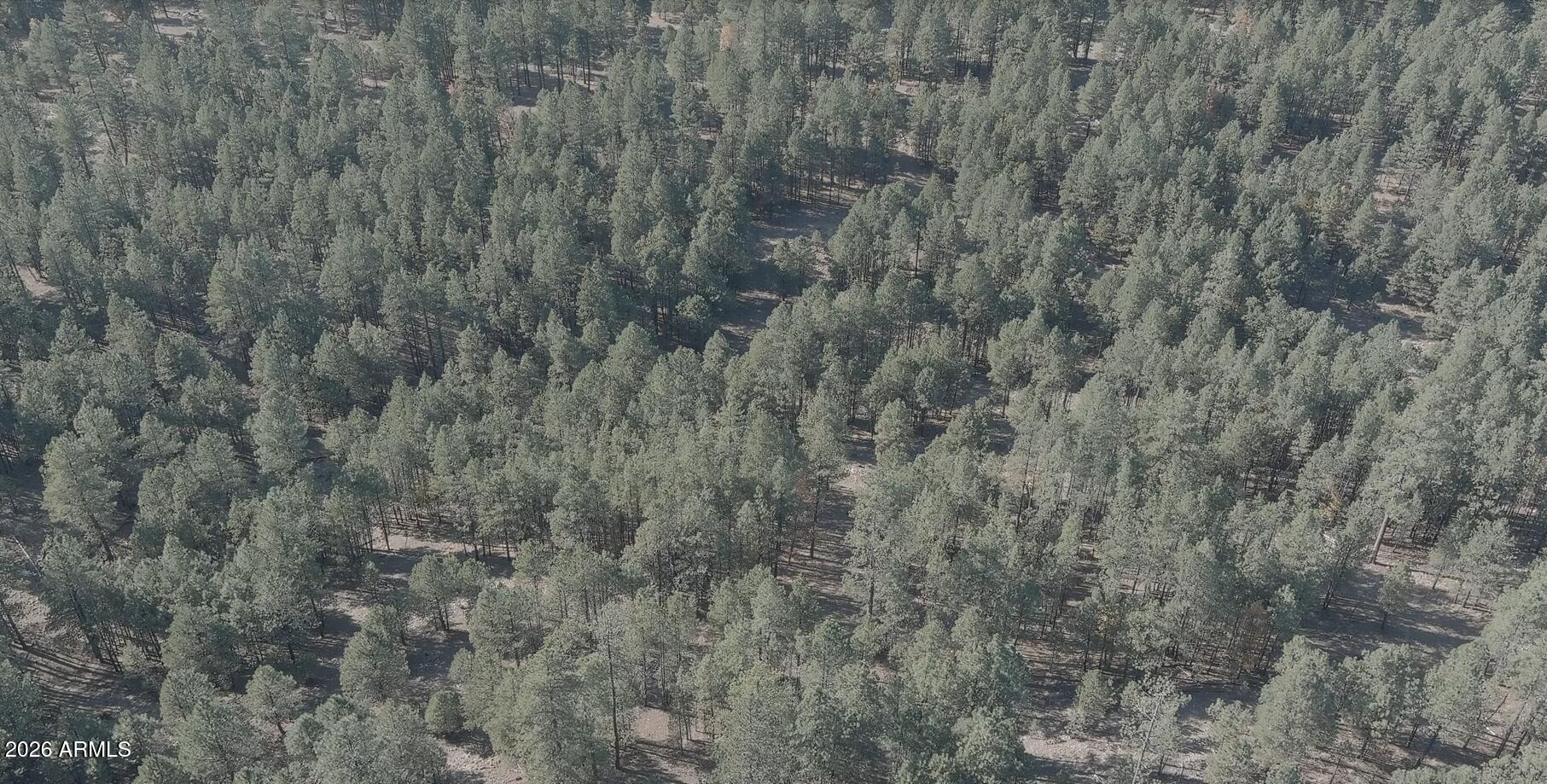 7770 Forest Service 122 Road, Unit 6A Happy Jack, AZ 86024 - Photo 19 of 38 a close up of a plant in a field