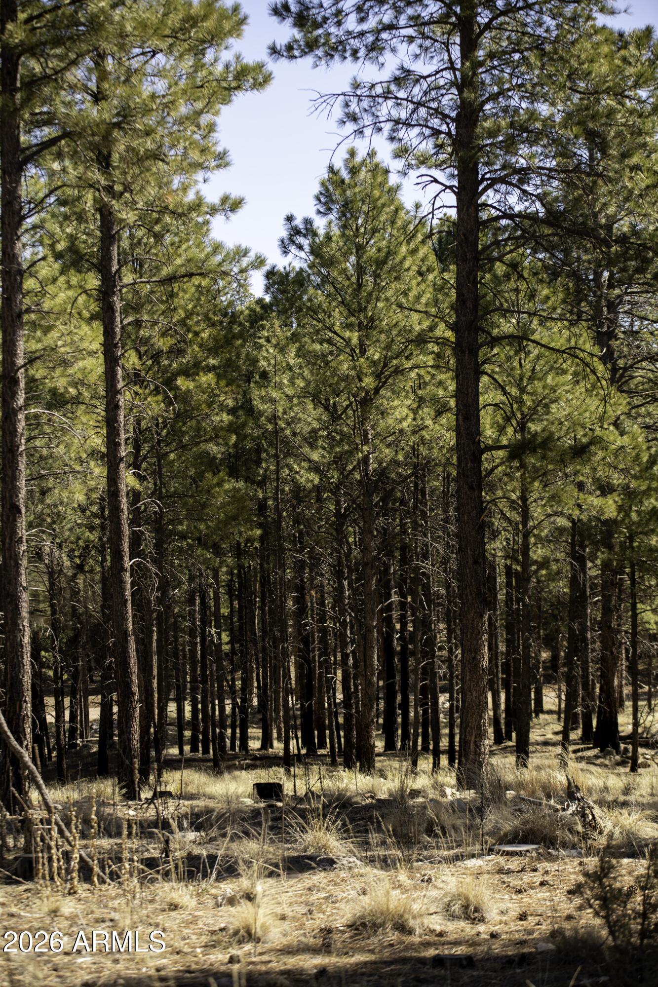 7770 Forest Service 122 Road, Unit 6A Happy Jack, AZ 86024 - Photo 20 of 38 a view of outdoor space with trees