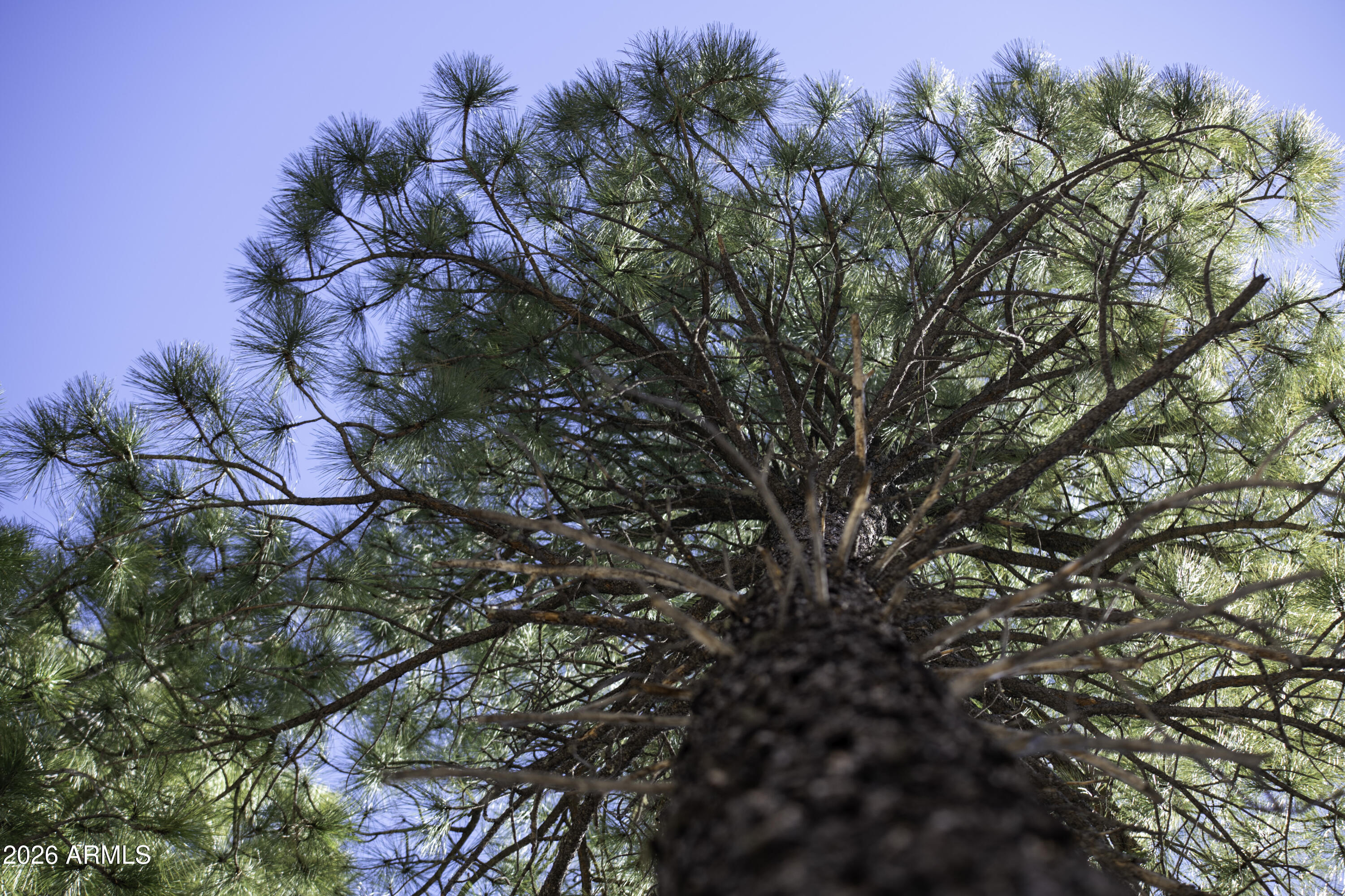 7770 Forest Service 122 Road, Unit 6A Happy Jack, AZ 86024 - Photo 21 of 38 a picture of tree