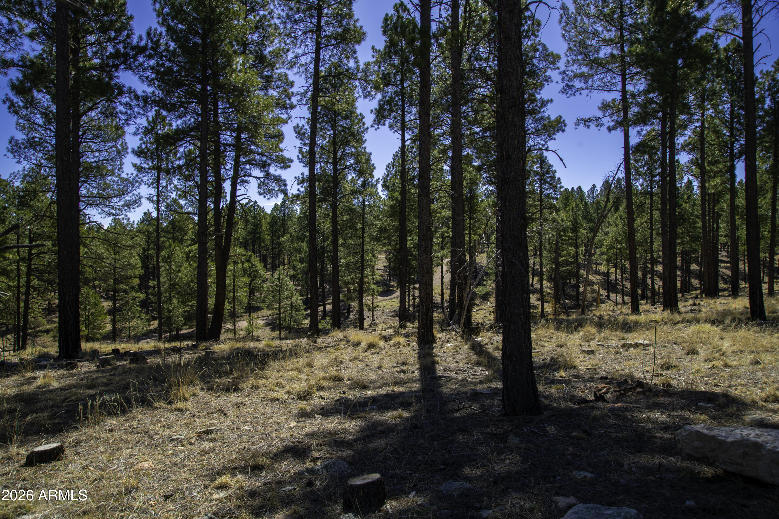 7770 Forest Service 122 Road, Unit 6A Happy Jack, AZ 86024 - Photo 22 of 38 a view of a forest covered with trees