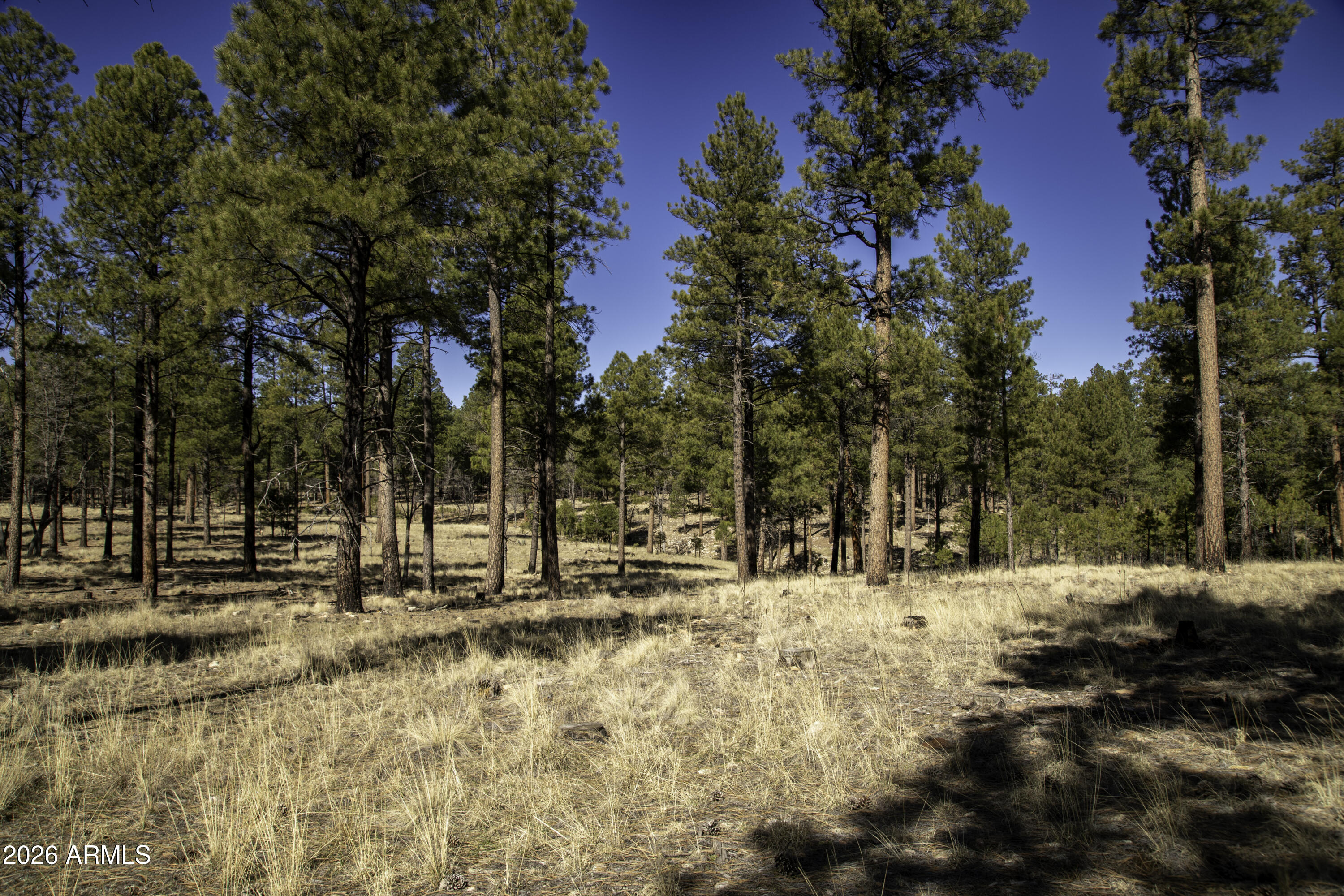 7770 Forest Service 122 Road, Unit 6A Happy Jack, AZ 86024 - Photo 23 of 38 a view of snow on the side of a road