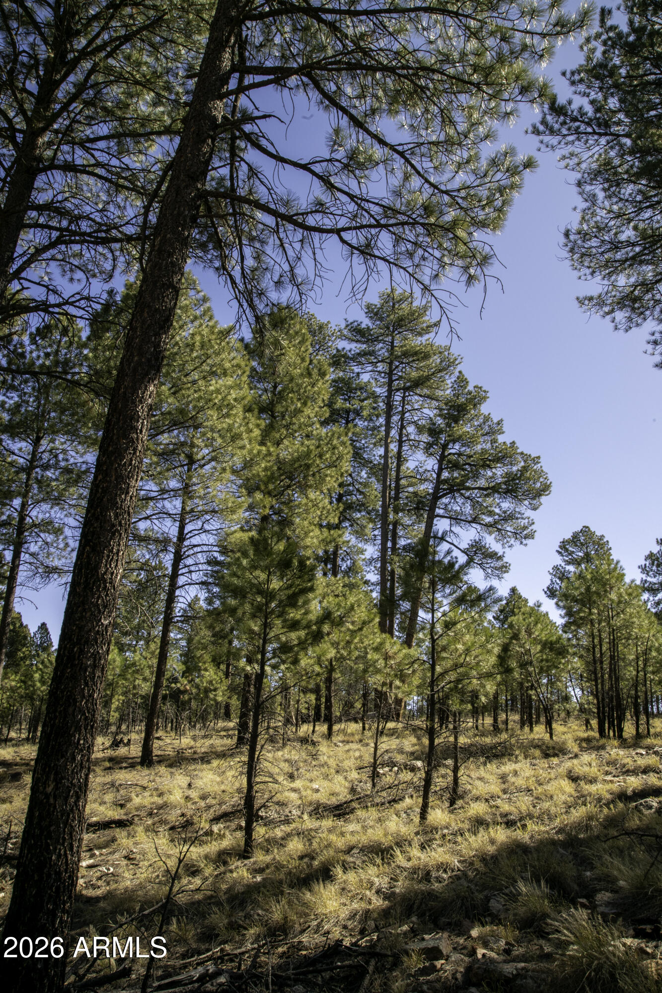 7770 Forest Service 122 Road, Unit 6A Happy Jack, AZ 86024 - Photo 24 of 38 a backyard of a house with lots of green space