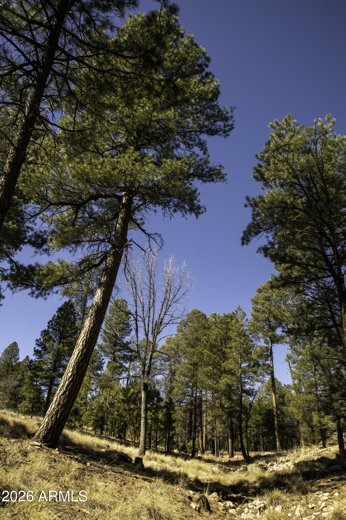 7770 Forest Service 122 Road, Unit 6A Happy Jack, AZ 86024 - Photo 25 of 38 a view of a house with a yard