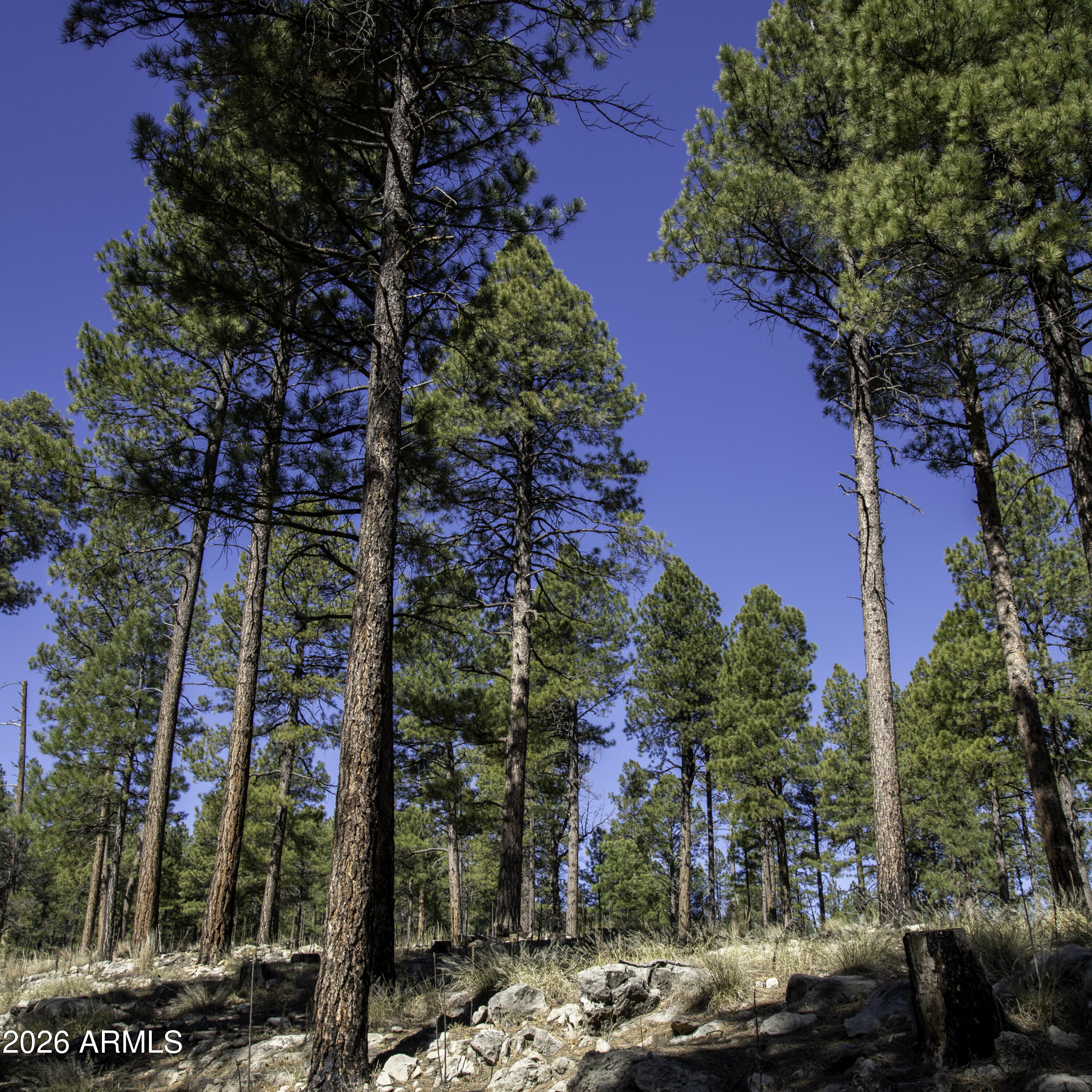 7770 Forest Service 122 Road, Unit 6A Happy Jack, AZ 86024 - Photo 26 of 38 a view of a city with flower plants