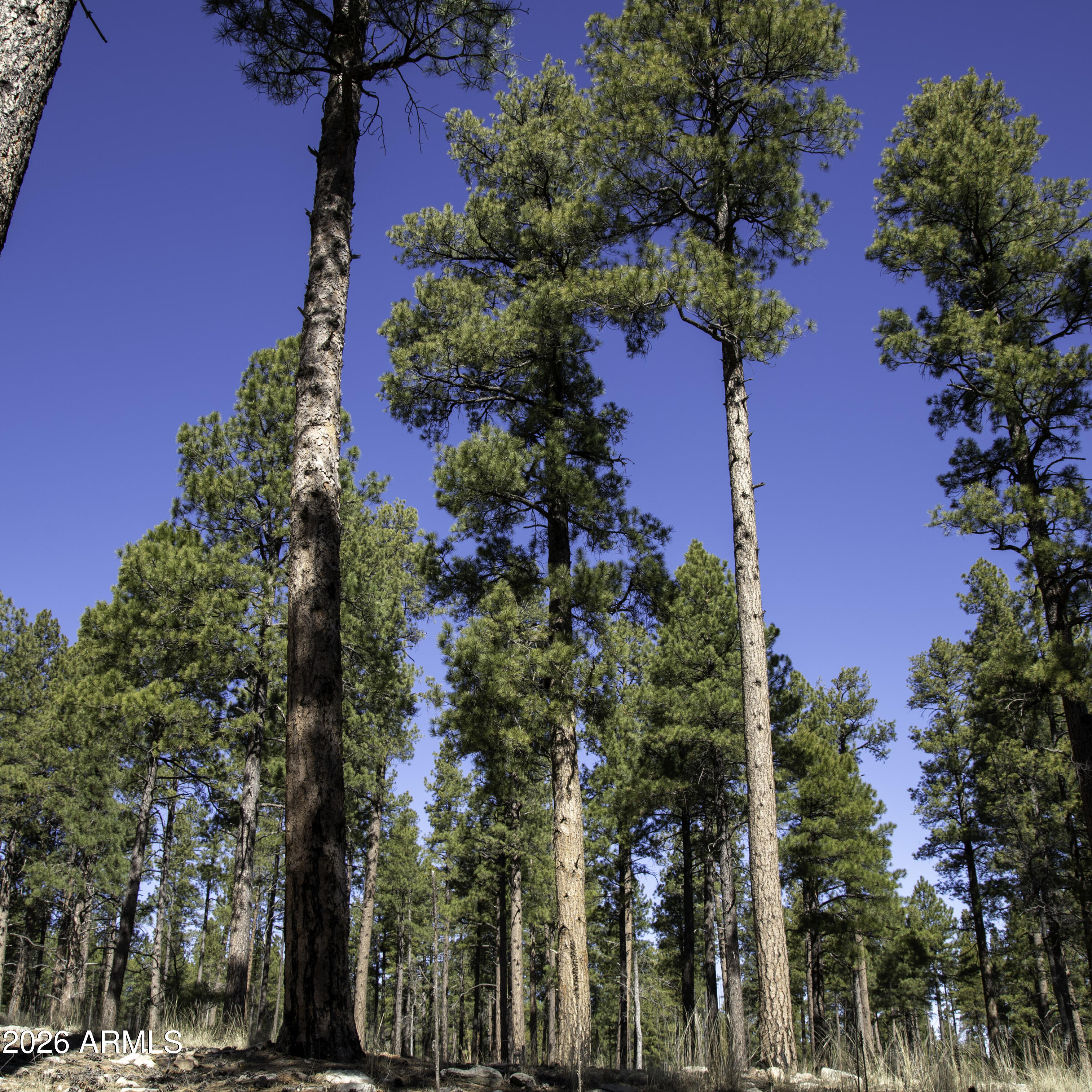 7770 Forest Service 122 Road, Unit 6A Happy Jack, AZ 86024 - Photo 27 of 38 a picture of street view
