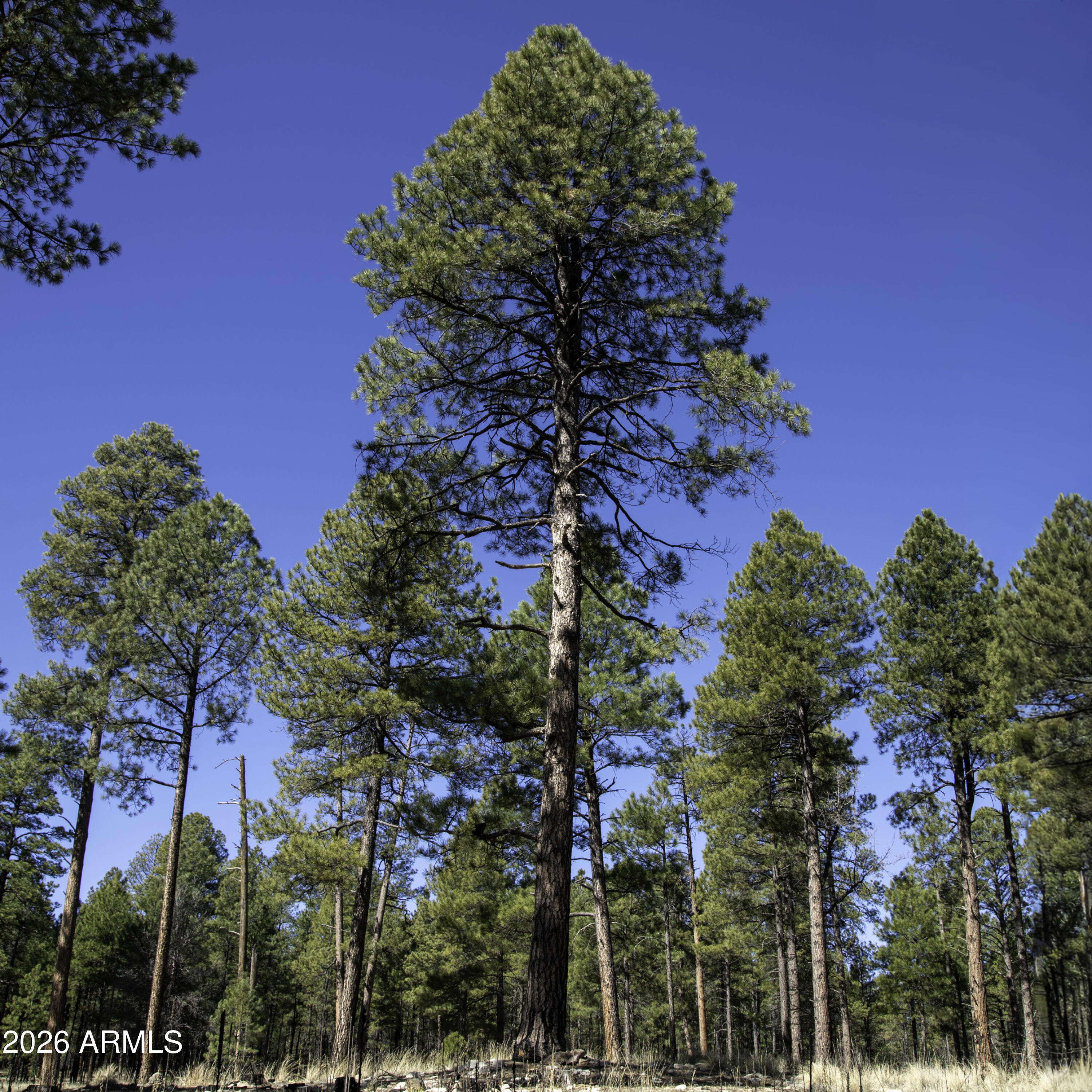 7770 Forest Service 122 Road, Unit 6A Happy Jack, AZ 86024 - Photo 28 of 38 a picture of tree