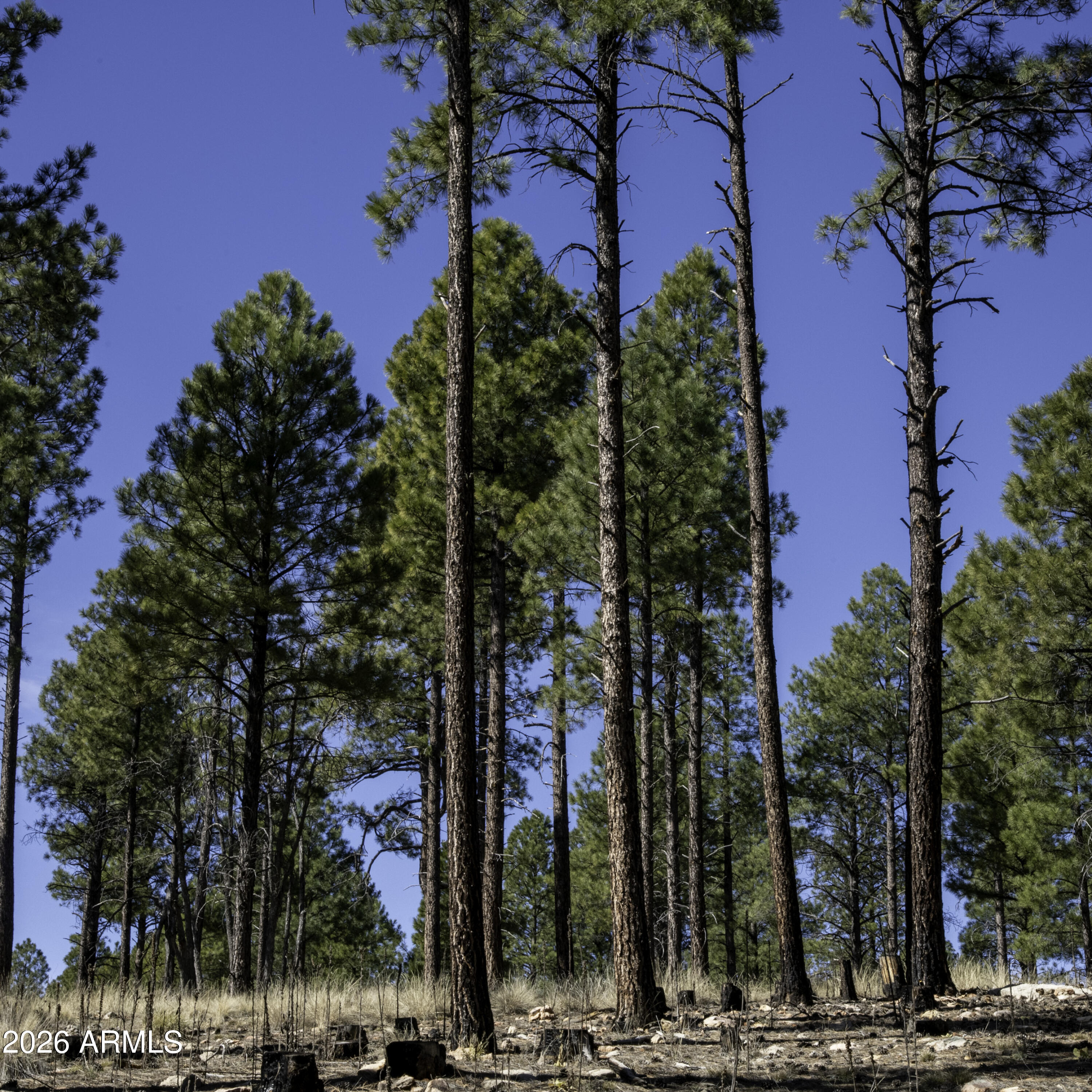 7770 Forest Service 122 Road, Unit 6A Happy Jack, AZ 86024 - Photo 30 of 38 a view of a city with palm trees