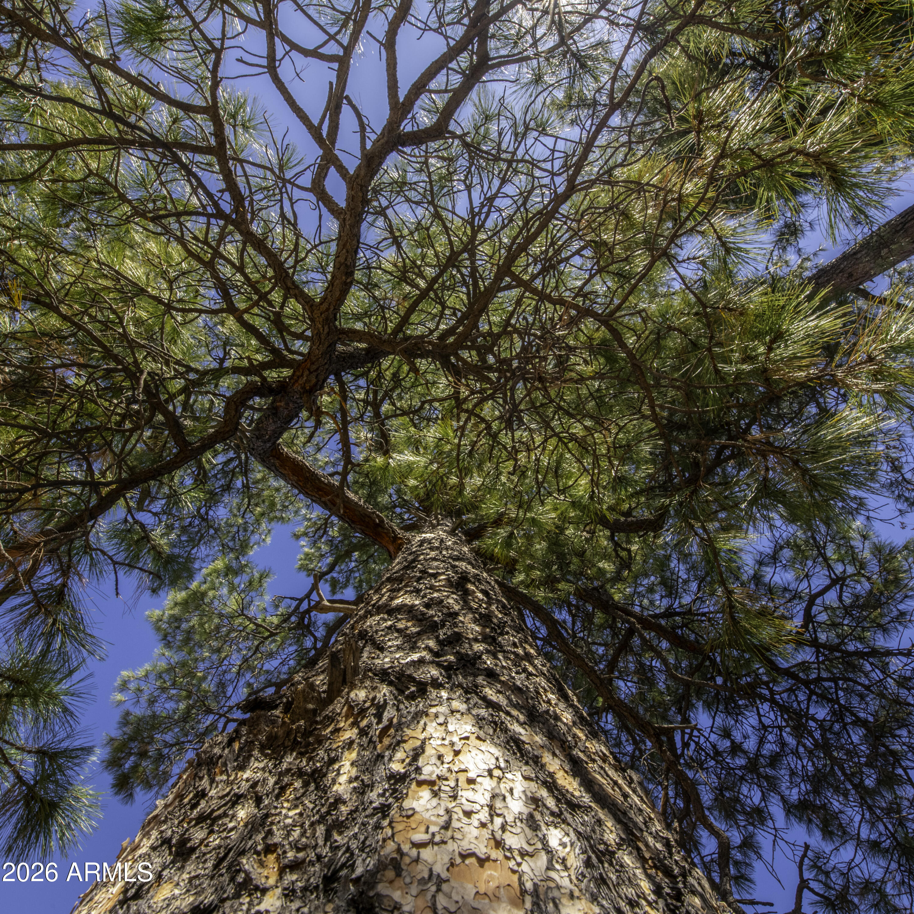 7770 Forest Service 122 Road, Unit 6A Happy Jack, AZ 86024 - Photo 3 of 38 a backyard of a house