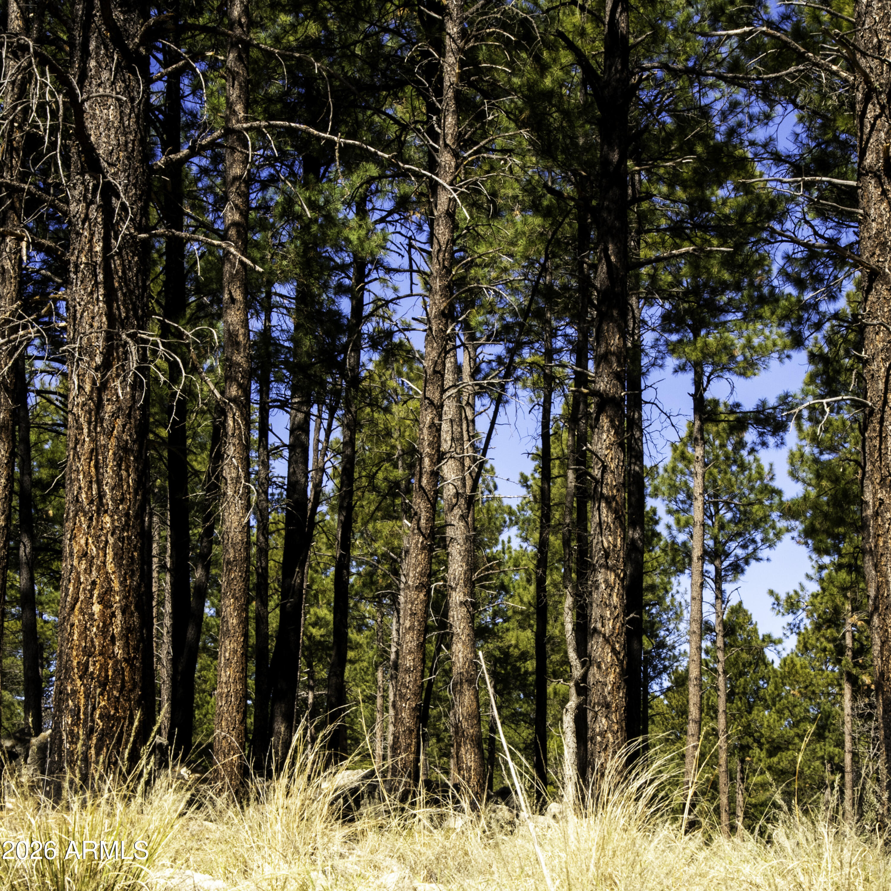 7770 Forest Service 122 Road, Unit 6A Happy Jack, AZ 86024 - Photo 31 of 38 a picture of flowers