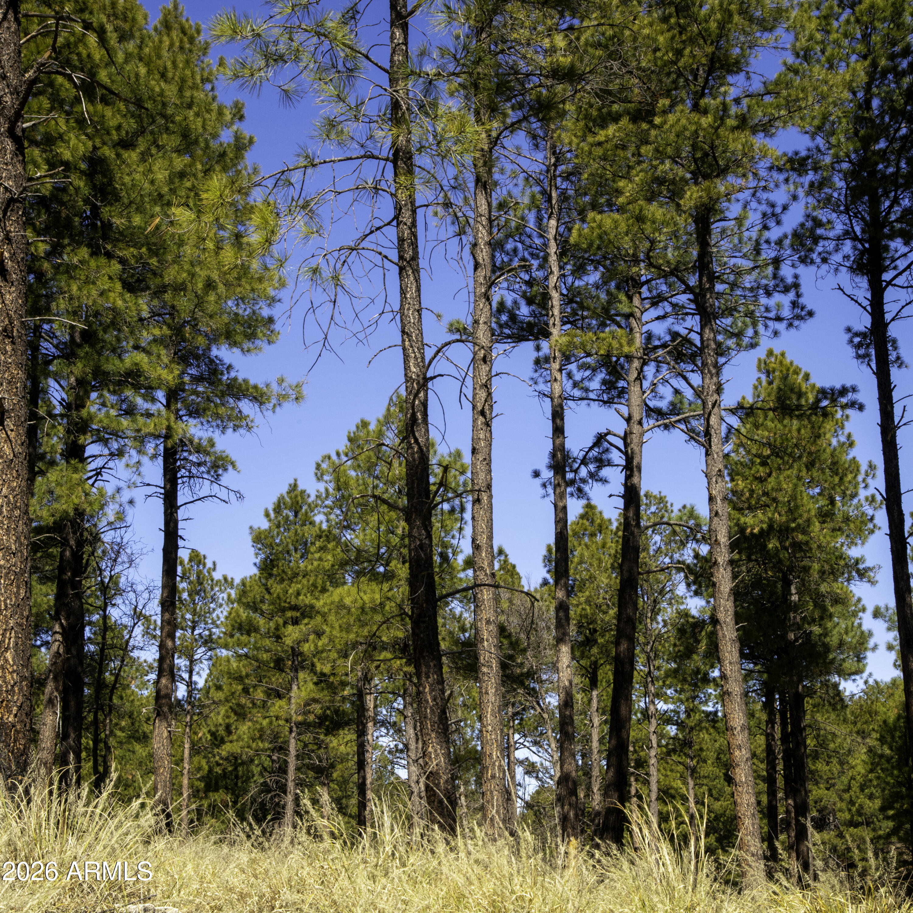 7770 Forest Service 122 Road, Unit 6A Happy Jack, AZ 86024 - Photo 32 of 38