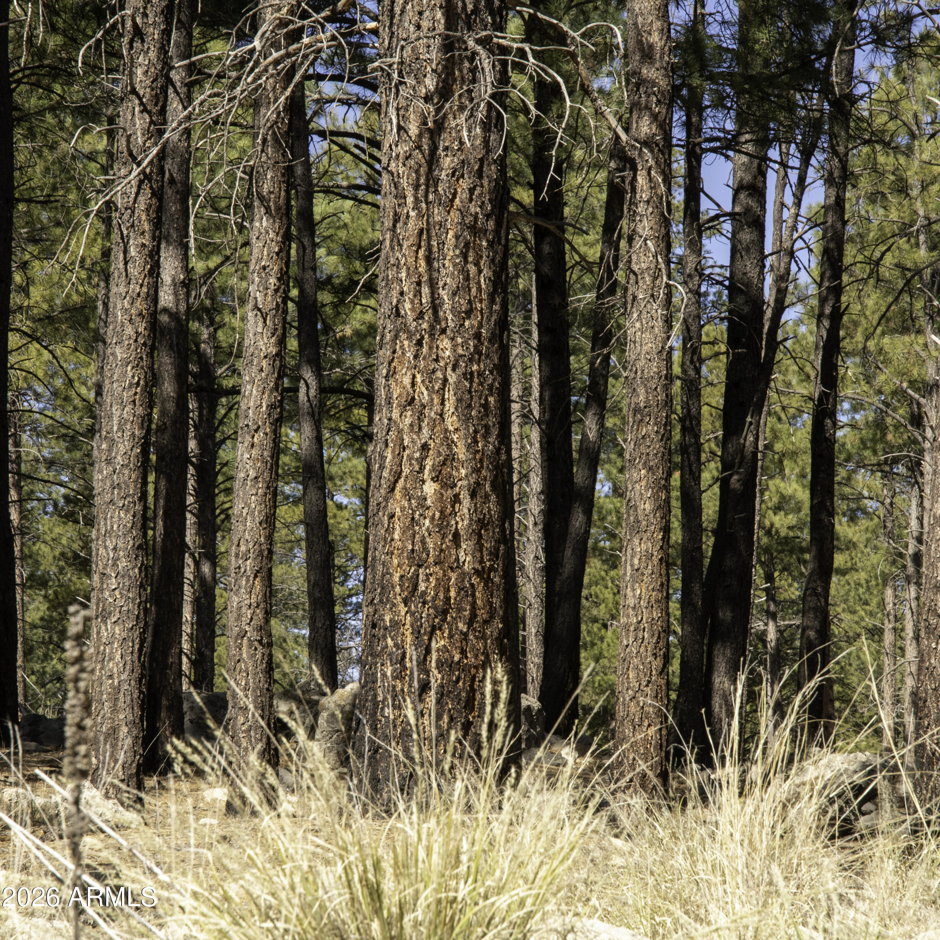 7770 Forest Service 122 Road, Unit 6A Happy Jack, AZ 86024 - Photo 33 of 38 a view of forest