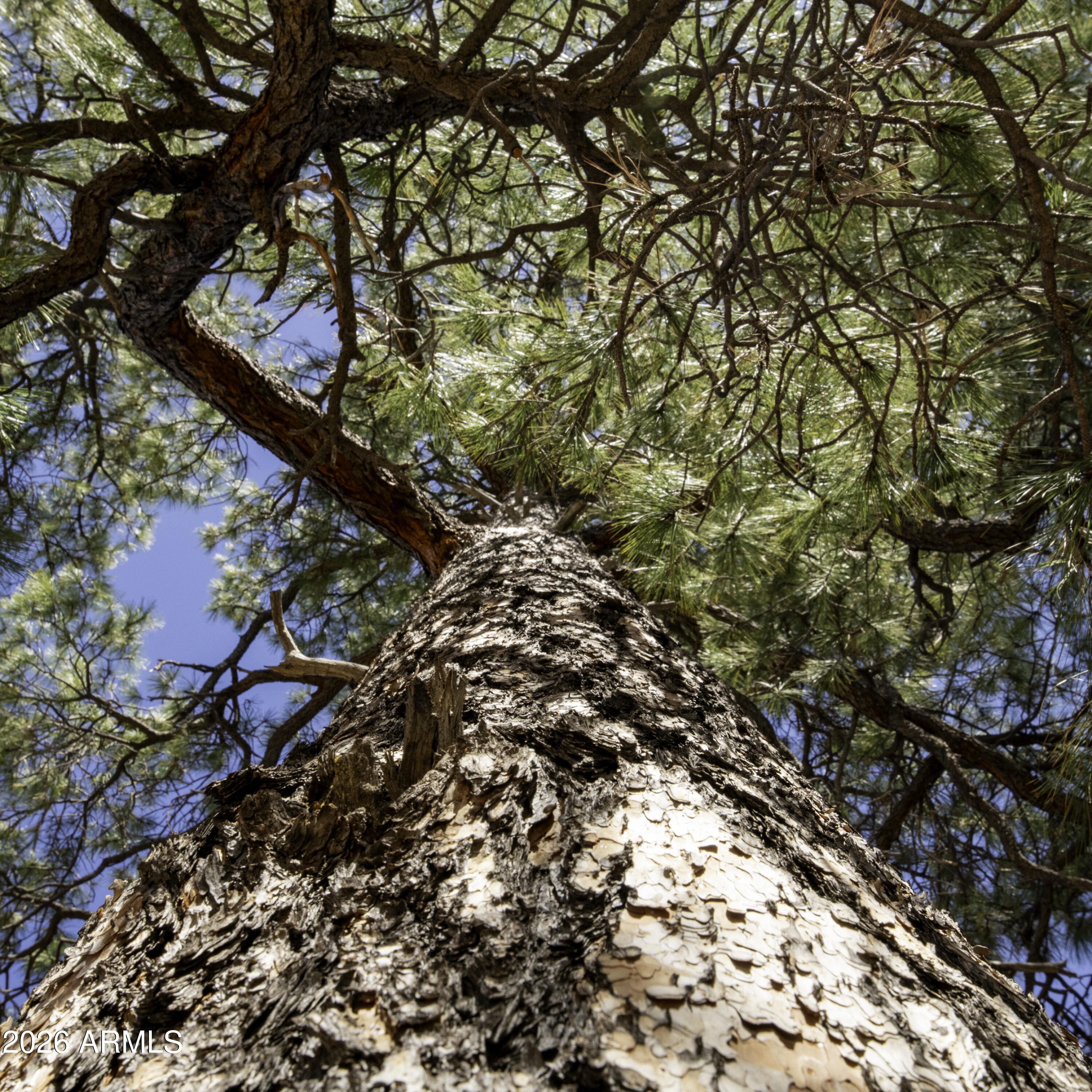 7770 Forest Service 122 Road, Unit 6A Happy Jack, AZ 86024 - Photo 37 of 38 a view of a tree