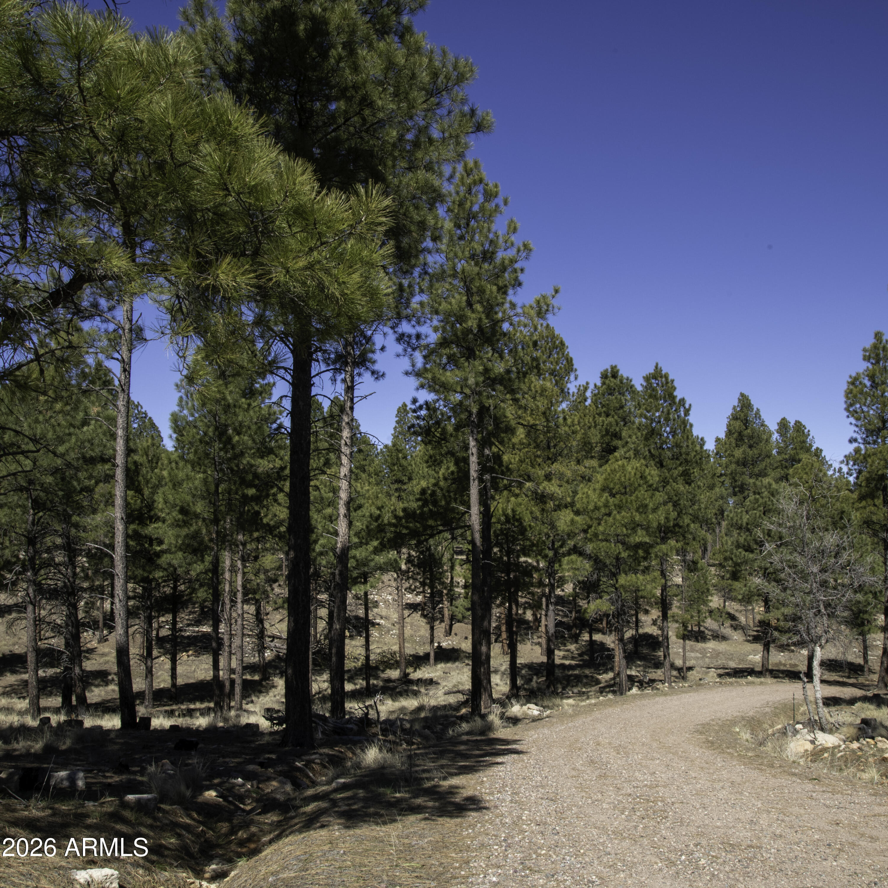 7770 Forest Service 122 Road, Unit 6A Happy Jack, AZ 86024 - Photo 5 of 38 a view of outdoor space with trees