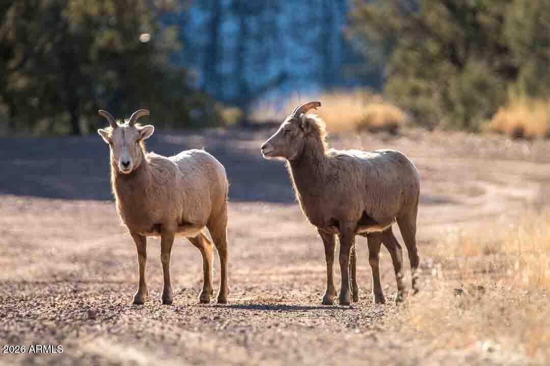 7770 Forest Service 122 Road, Unit 6A Happy Jack, AZ 86024 - Photo 8 of 38 a picture of a table