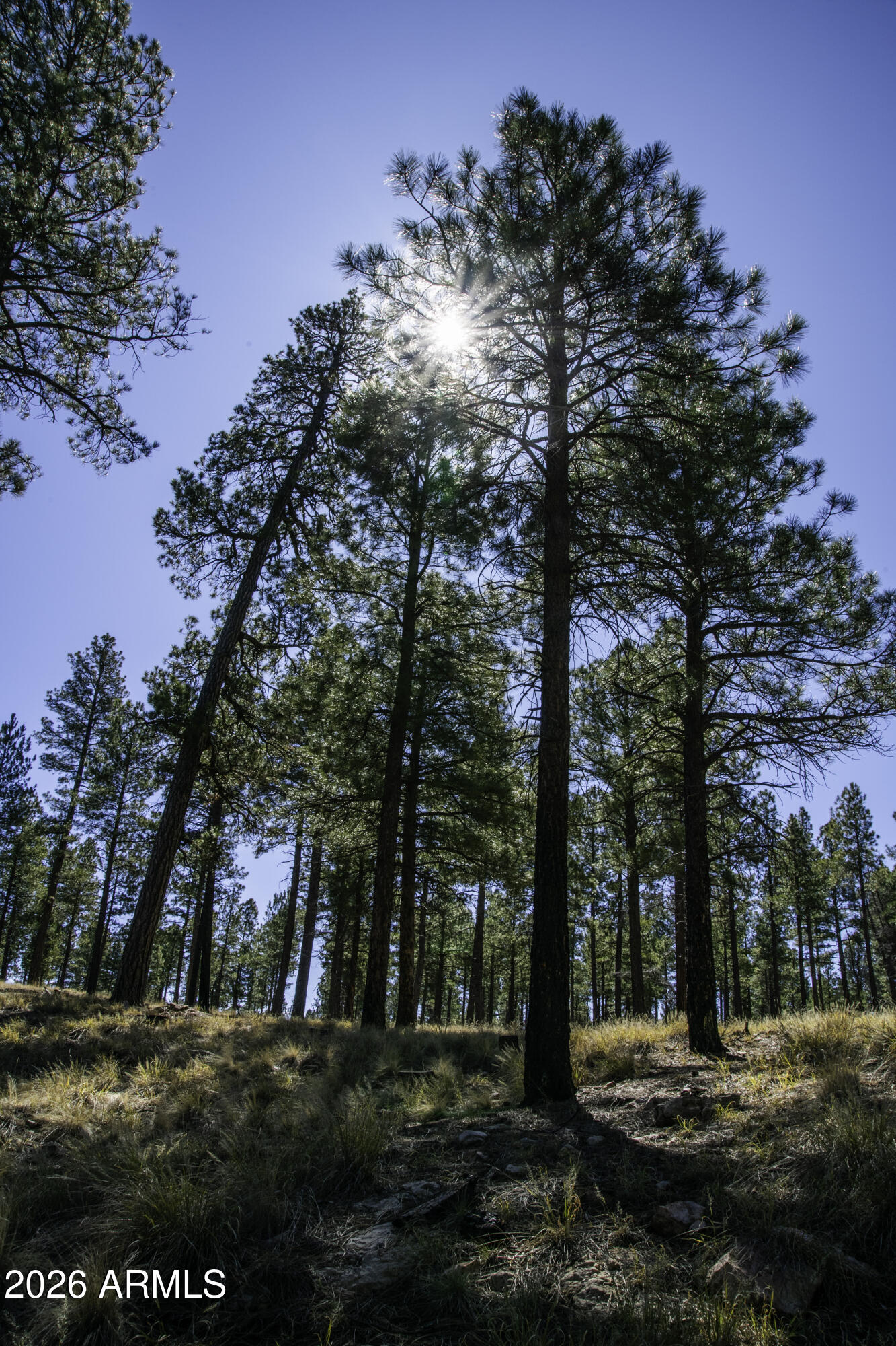 7770 Forest Service 122 Road, Unit 6A Happy Jack, AZ 86024 - Photo 9 of 38 a view of a park with tree s