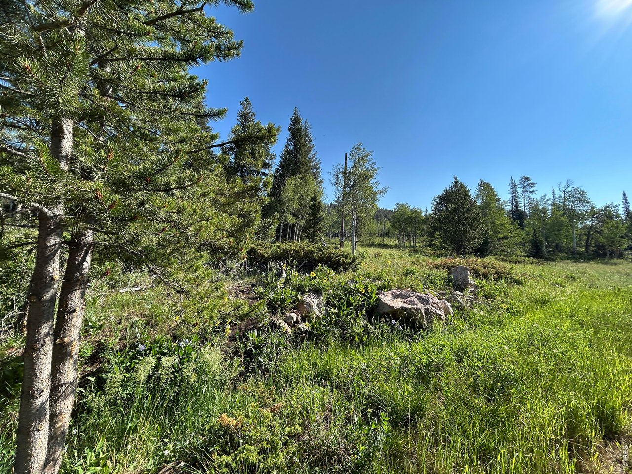 506 Elkridge Road Red Feather Lakes, CO 80545 - Photo 17 of 25 Meadow area on property