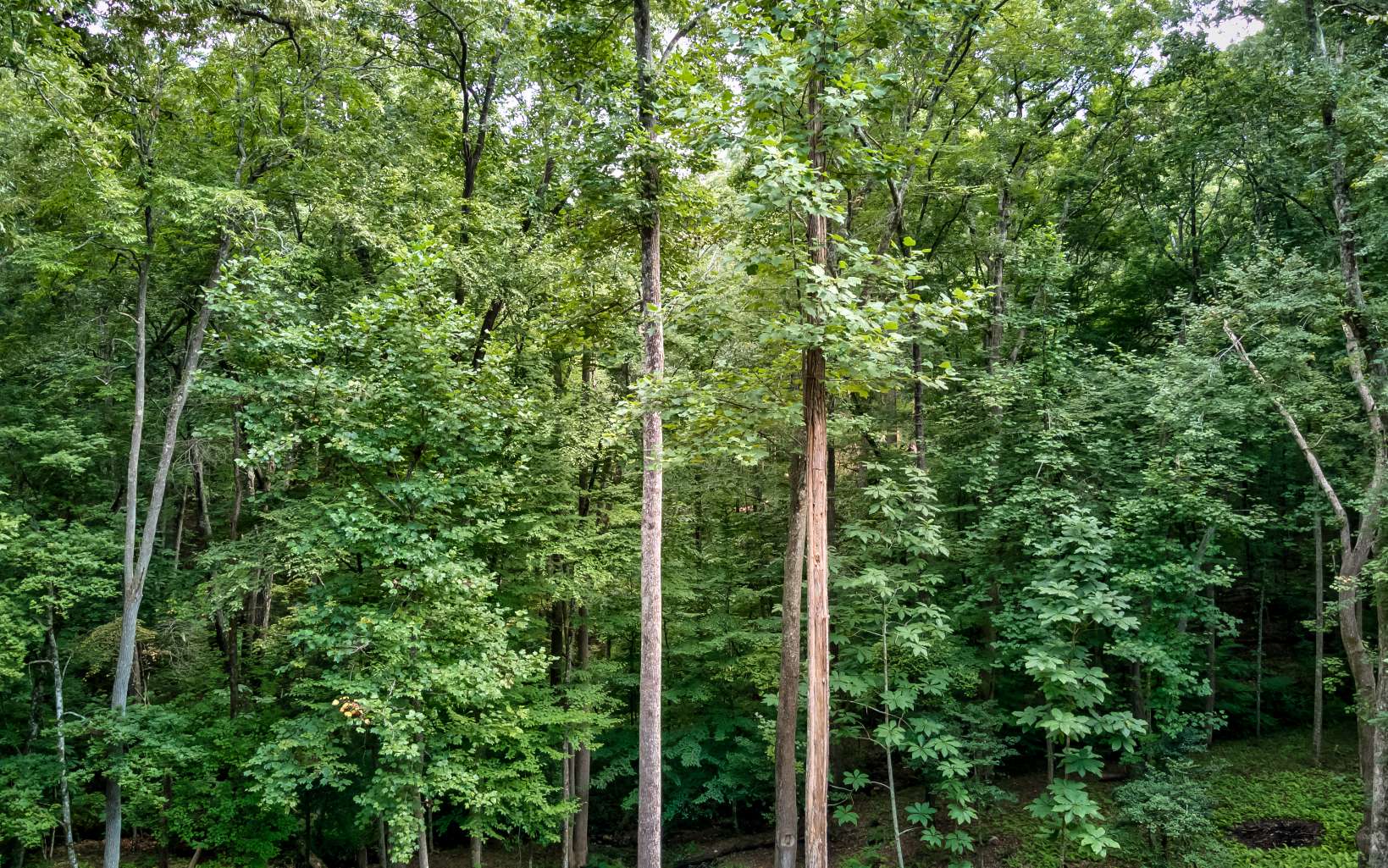 580 Arbor Way Blue Ridge, GA 30513 - Photo 40 of 40 Additional View