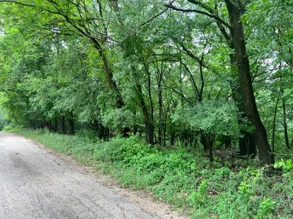 a view of a lush green forest