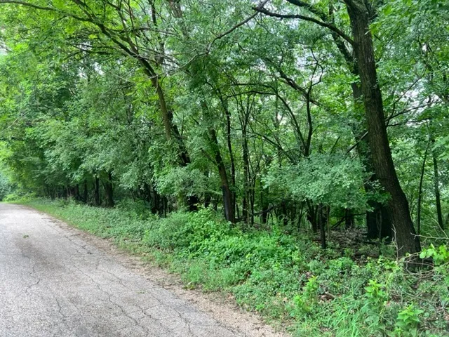 a view of a lush green forest