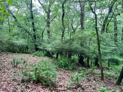 a view of a lush green forest